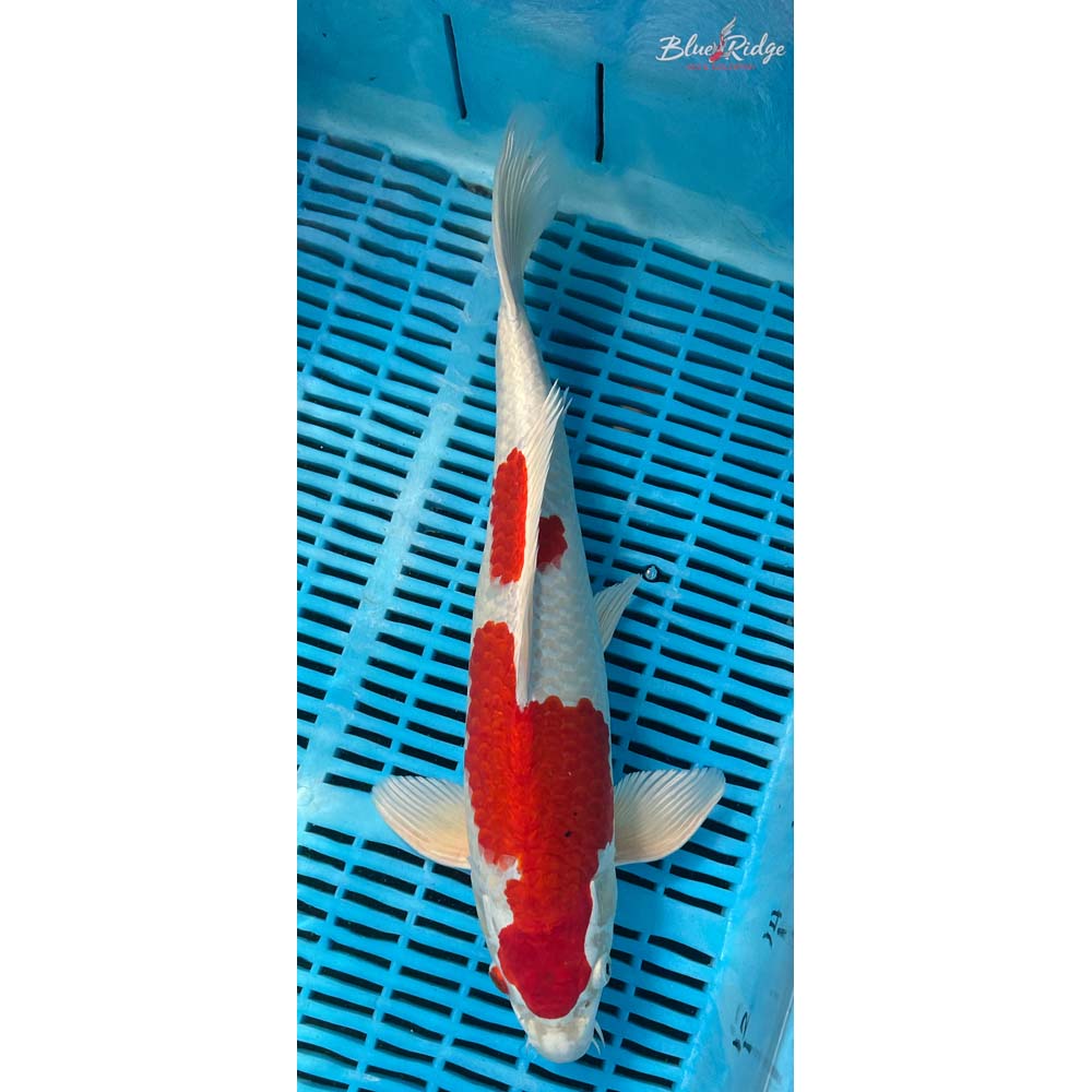16-18” Hariwake Koi