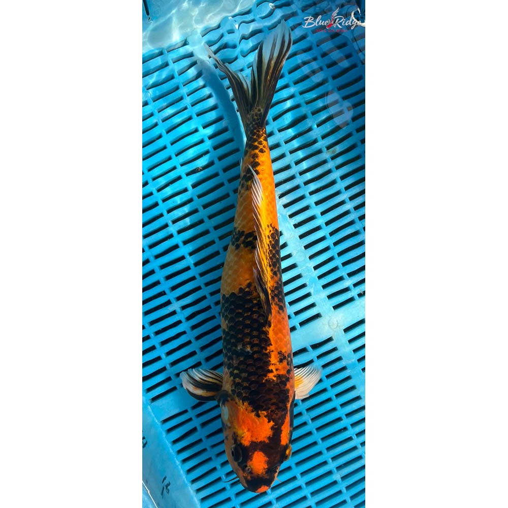 16-18” Kin Hi Utsuri Koi