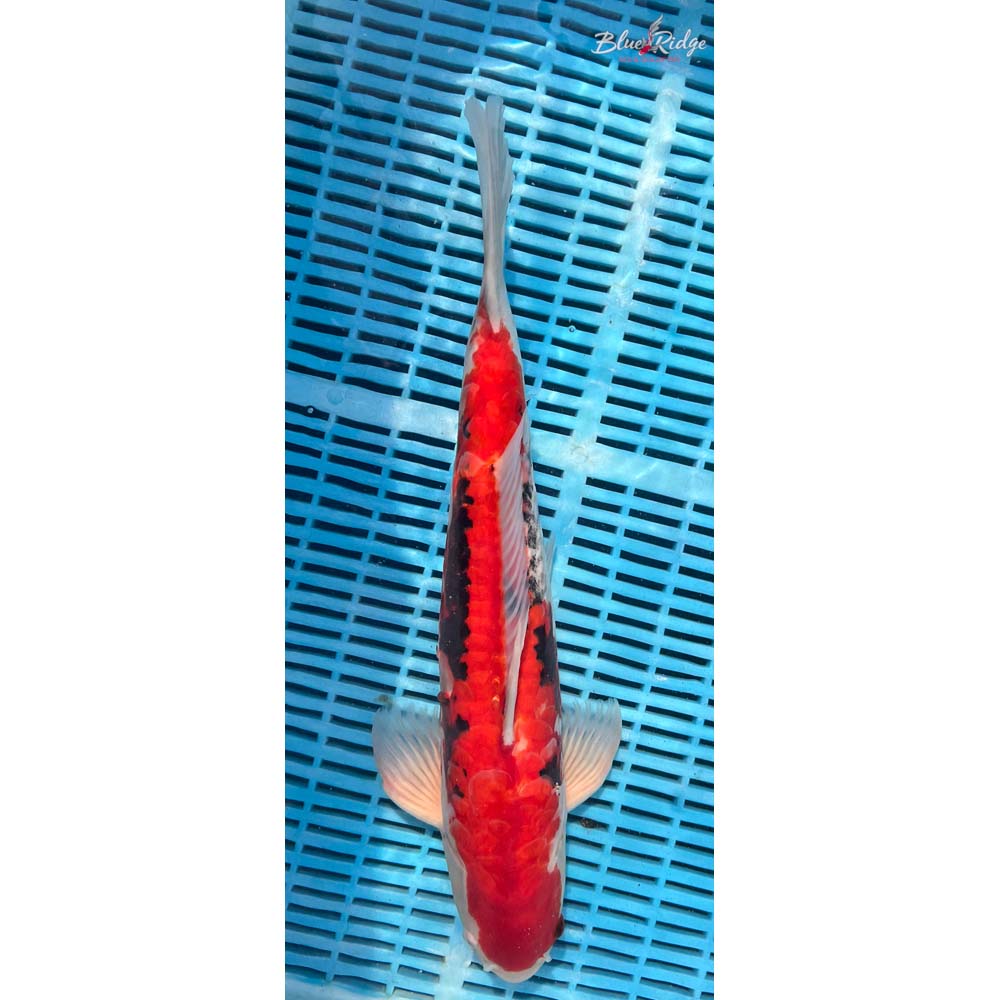 16-18” Armor Scaled Beni Kumonryu Koi