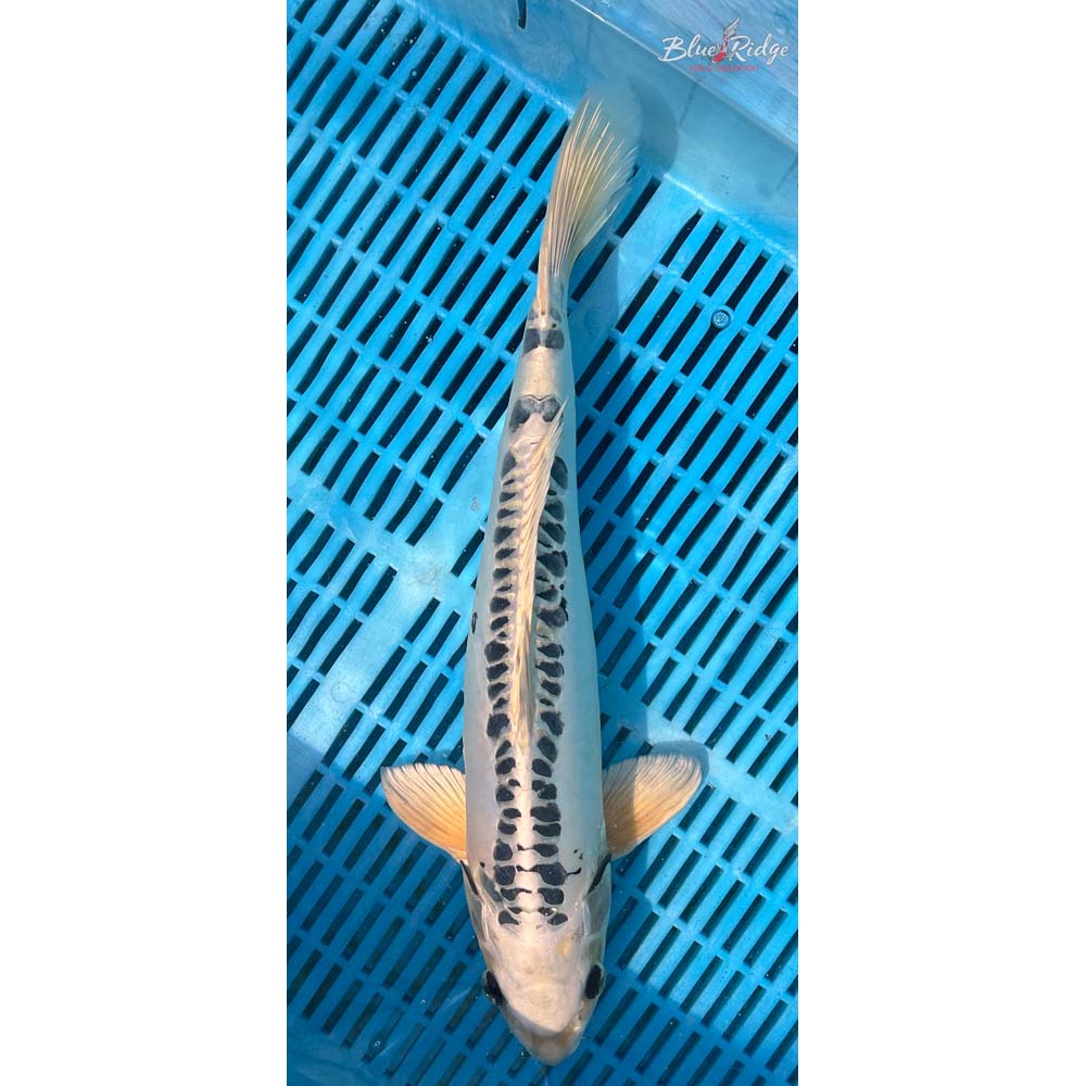 16-18” Doitsu Gin Matsuba Koi