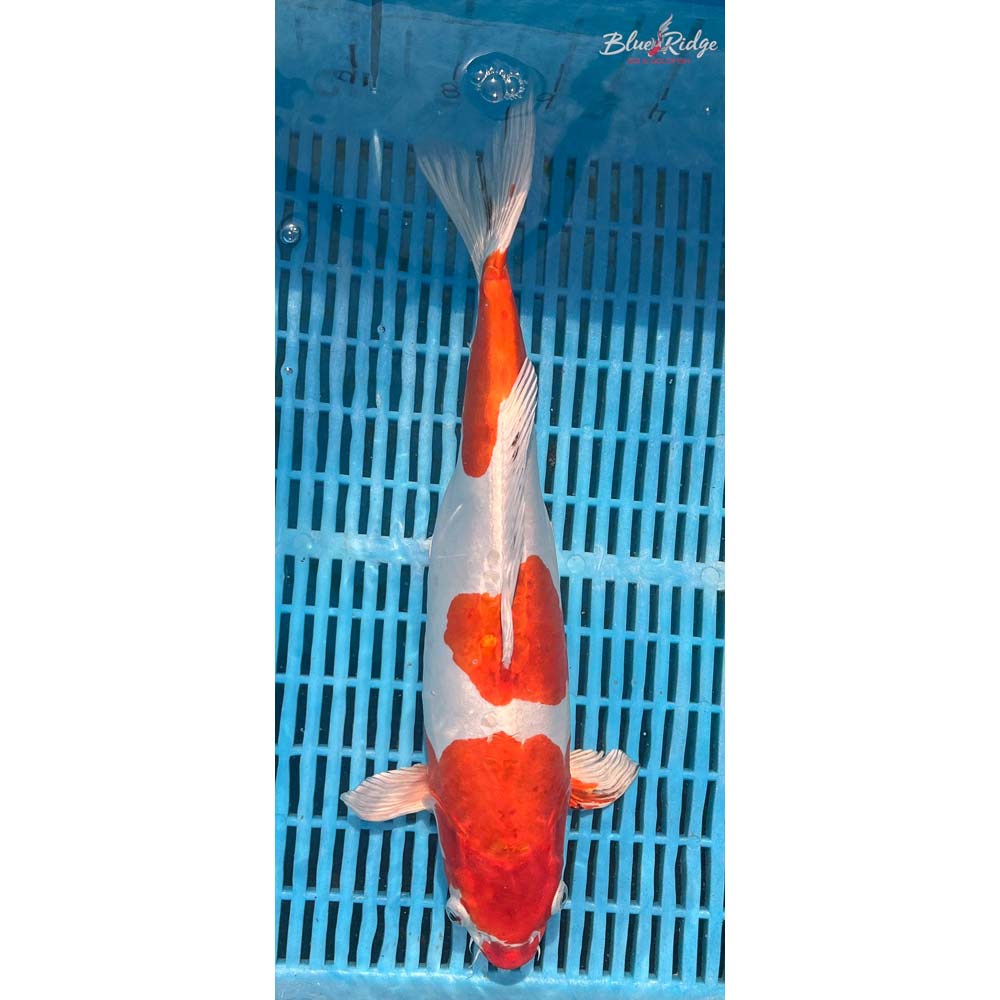 16-18” Heisei Nishiki Koi