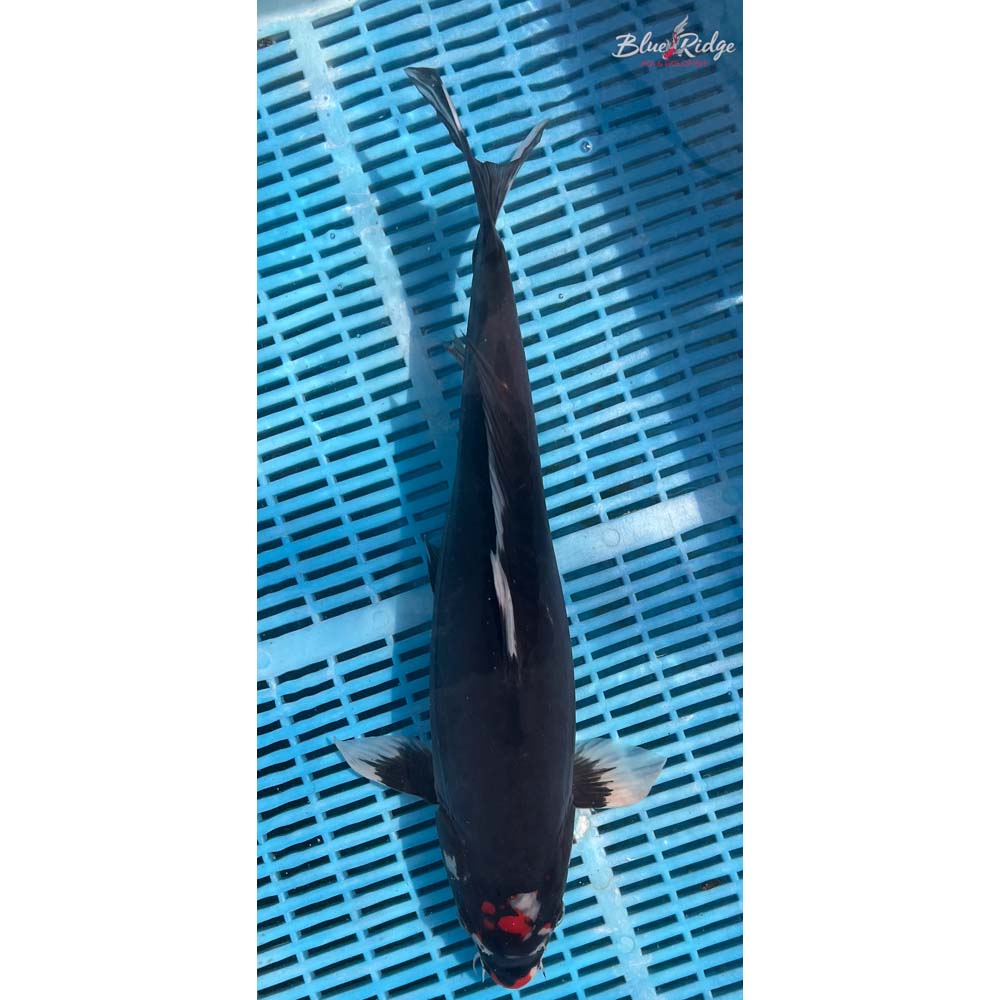16-18” Beni Kumonryu Koi
