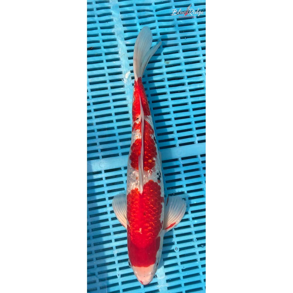 16-18” Gin Rin Sanke Koi
