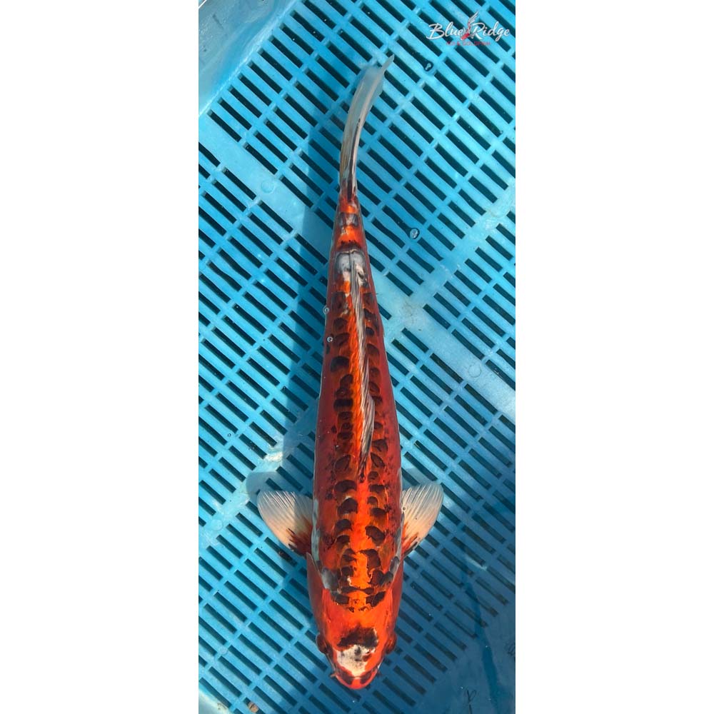 16-18” Doitsu Kujaku Koi