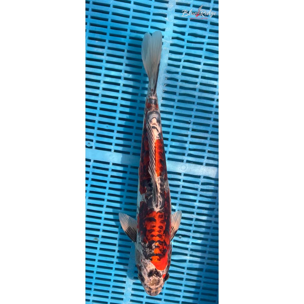 16-18” Kin Kikokuryu Koi