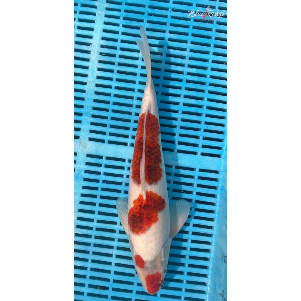 16-18” Goromo Koi