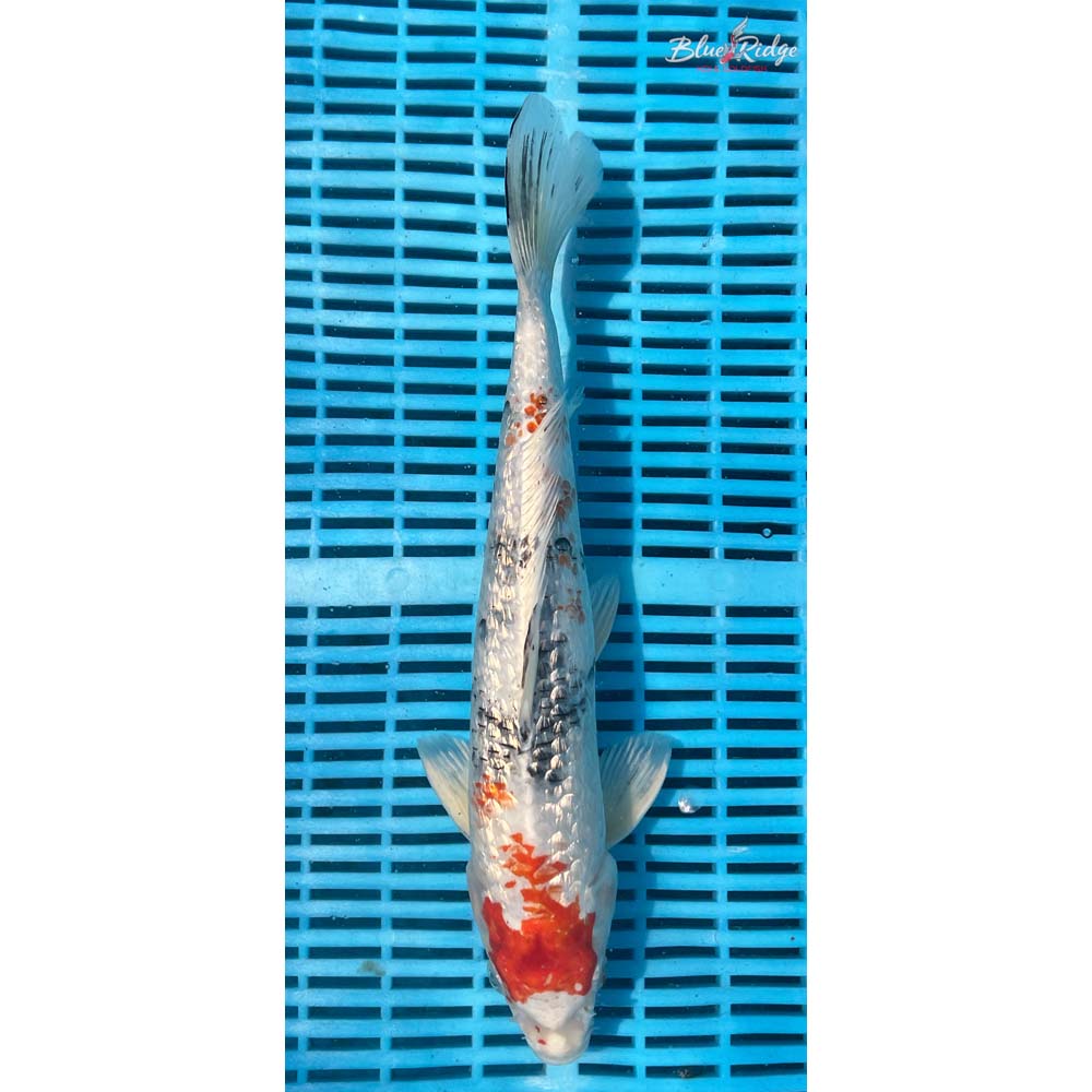 16-18” Gin Rin Yamatonishiki Koi