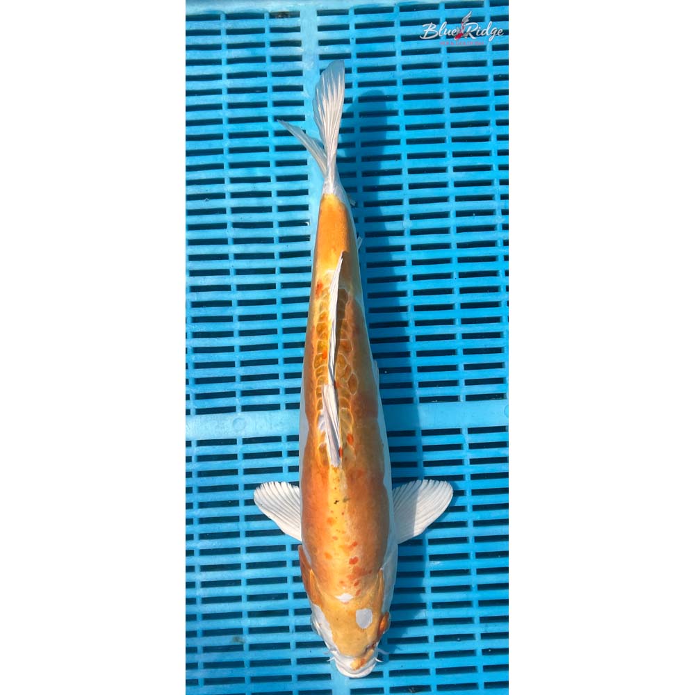 16-18” Doitsu Lemon Hariwake Koi