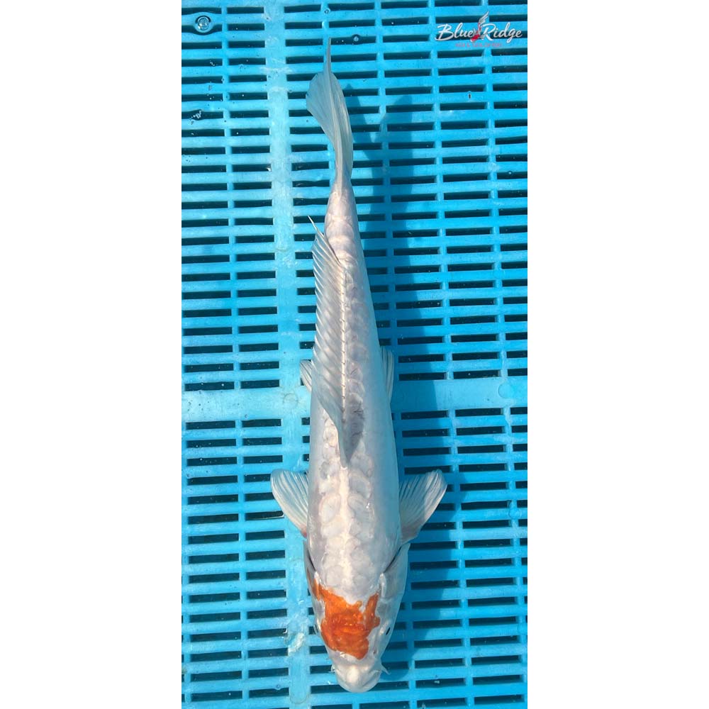 16-18” Kikusui Koi