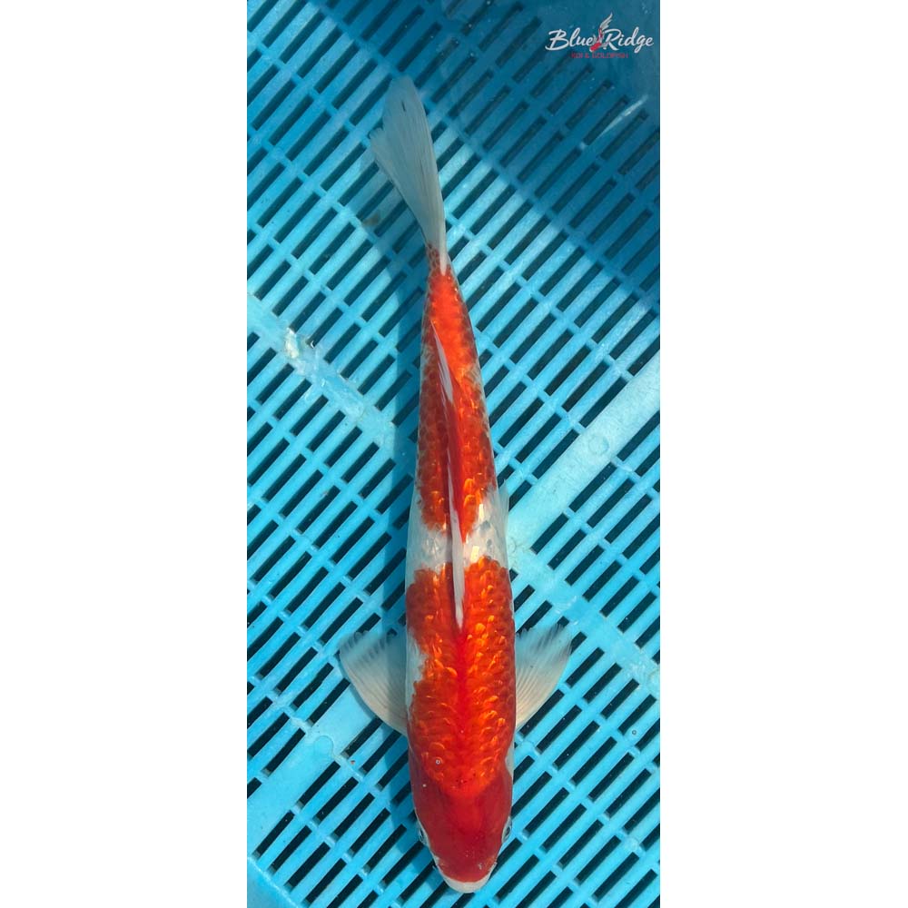 16-18” Gin Rin Kohaku Koi