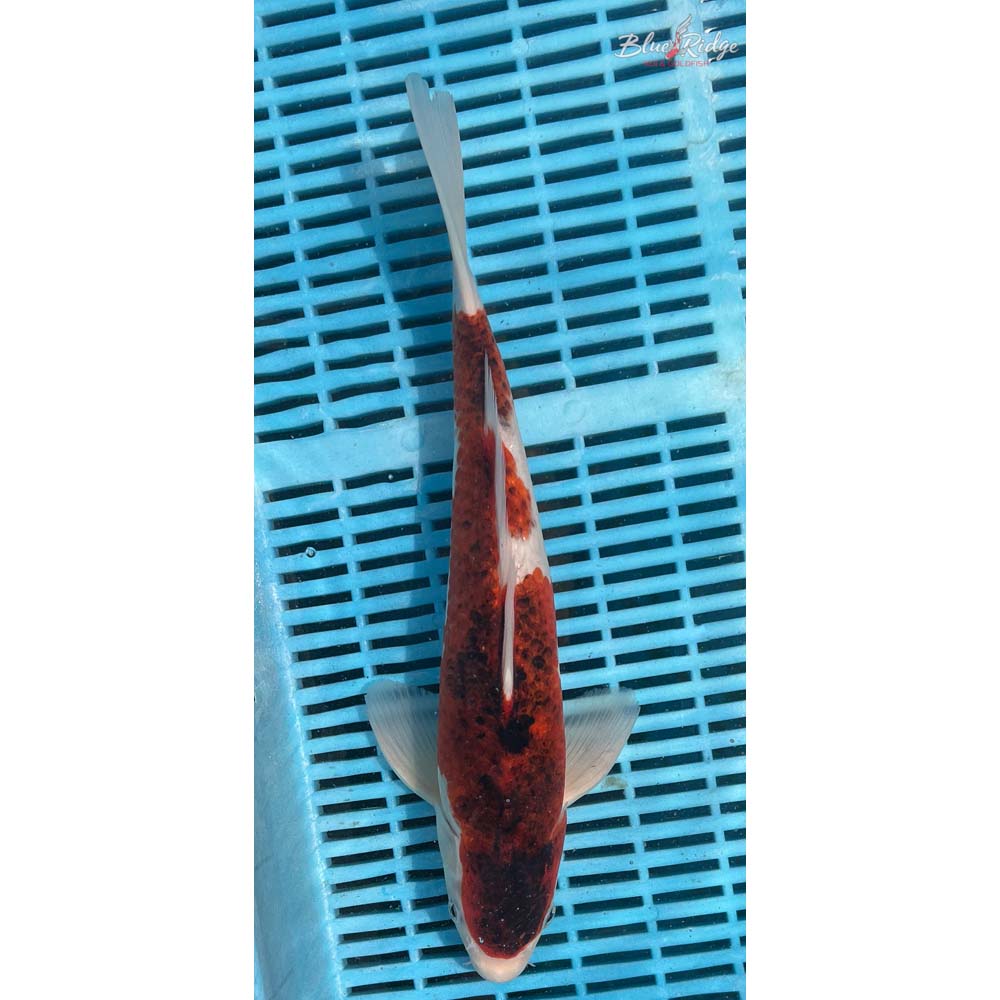 16-18” Goromo Koi
