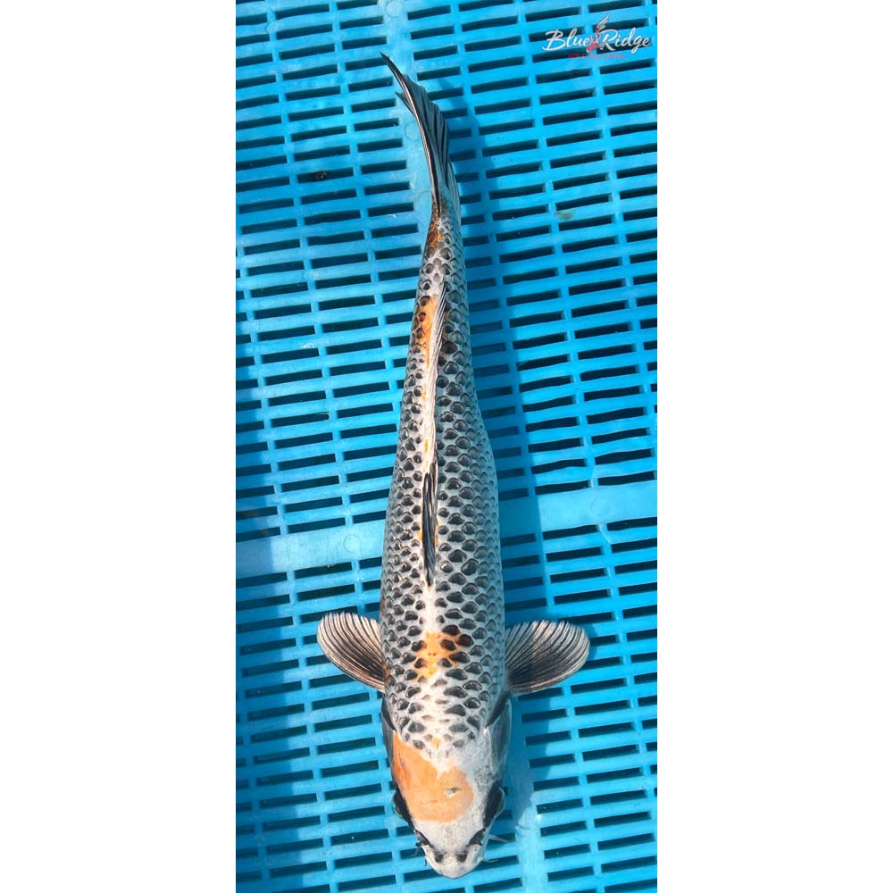 16-18” Kujaku Koi