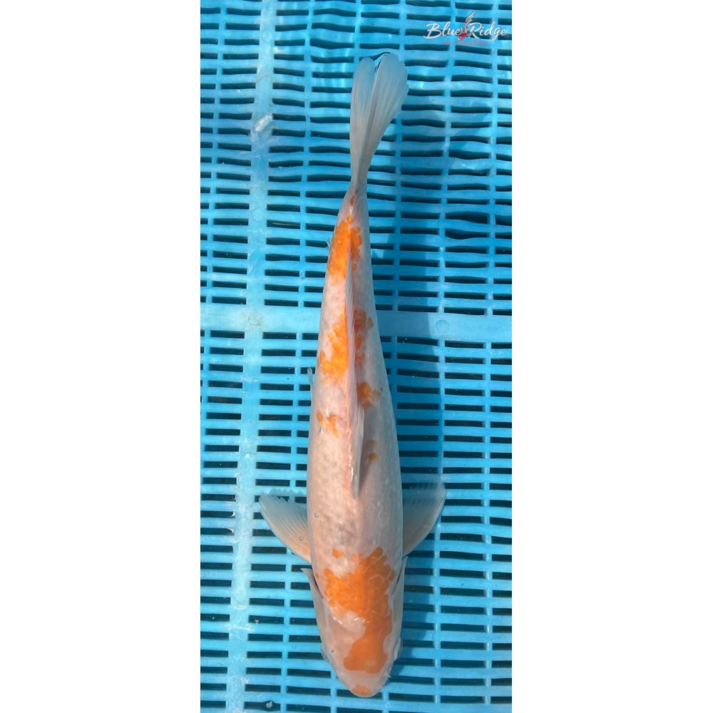 16-18” Ochiba Shigure Koi