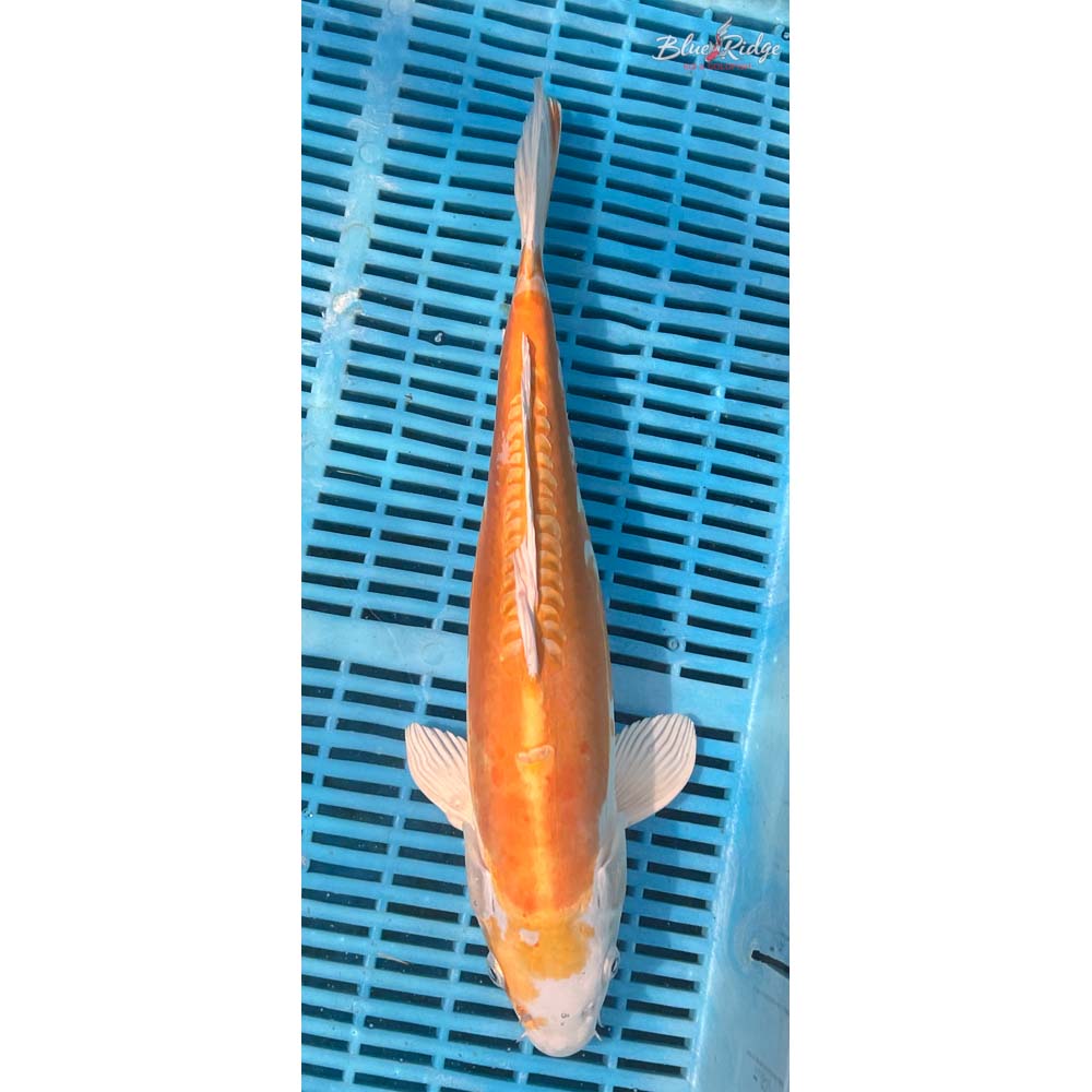 16-18” Doitsu Lemon Hariwake Koi