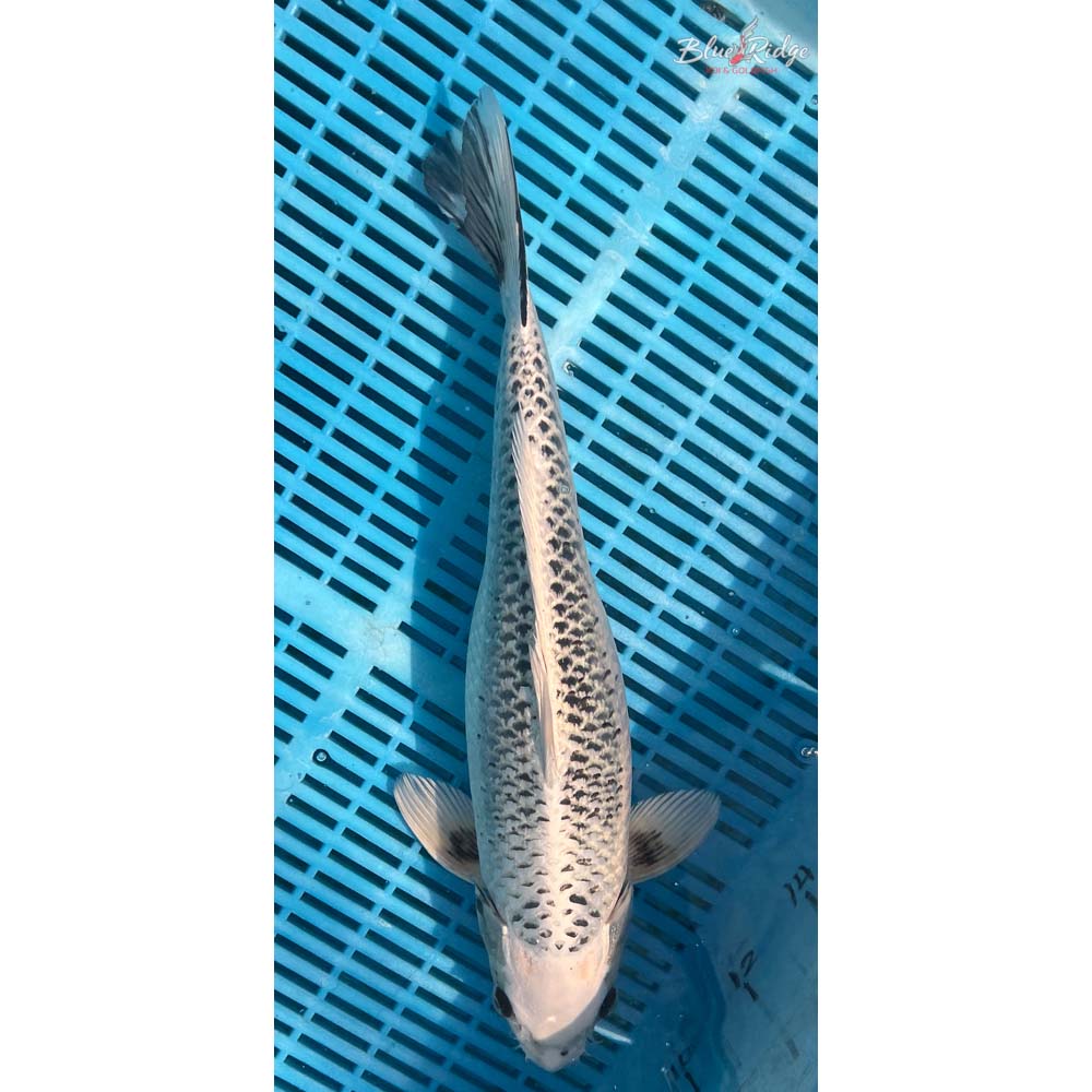 16-18” Gin Matsuba Koi