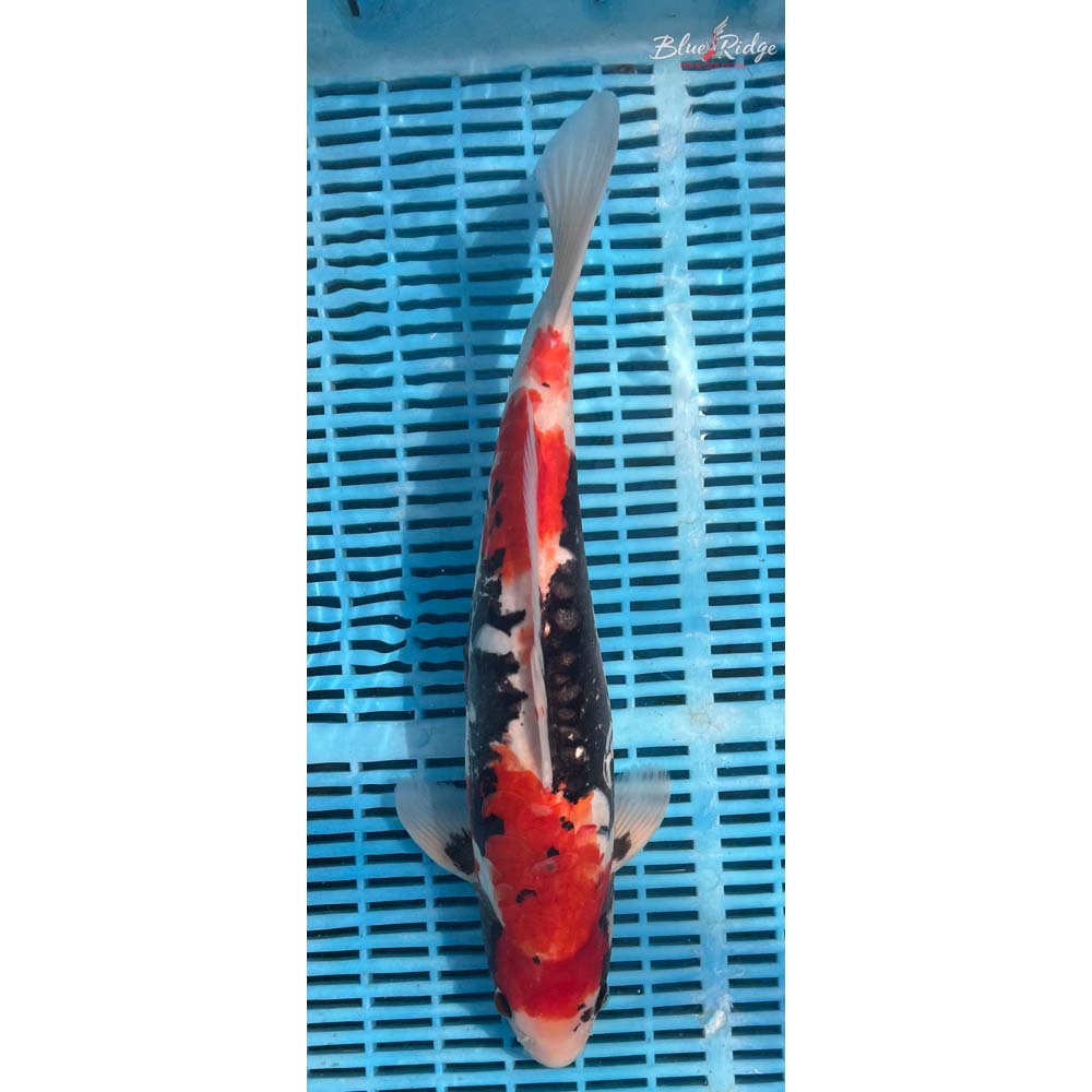 16-18” Beni Kumonryu Koi
