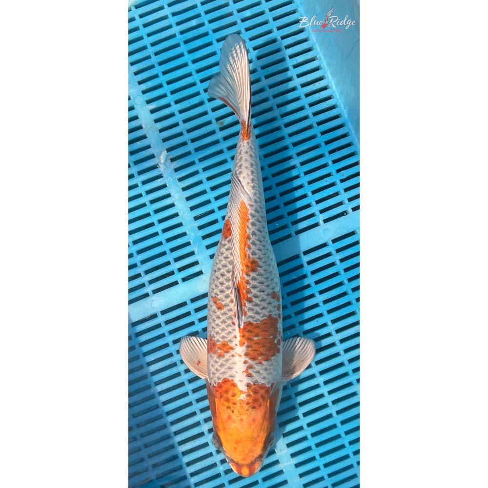 16-18” Kujaku Koi