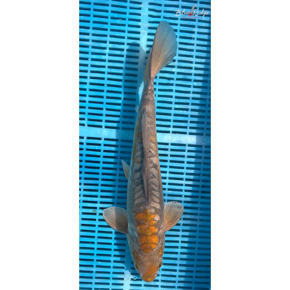 16-18” Doitsu Ochiba Shigure Koi