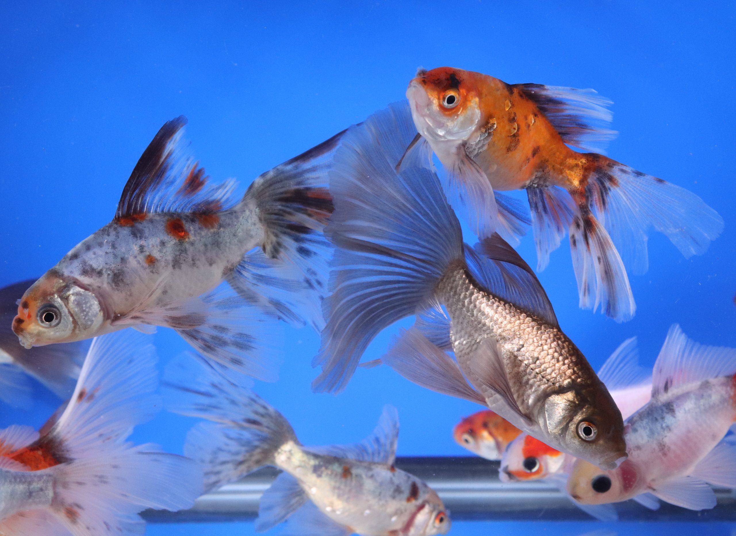 Mixed Bristol Fin Goldfish 3-4"