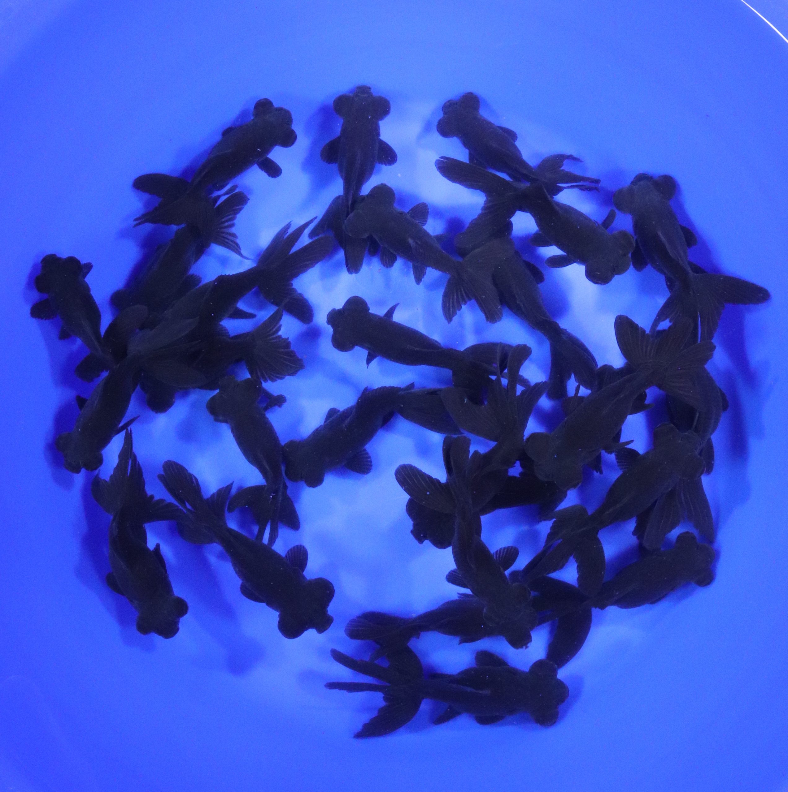 Black Moor Goldfish MD