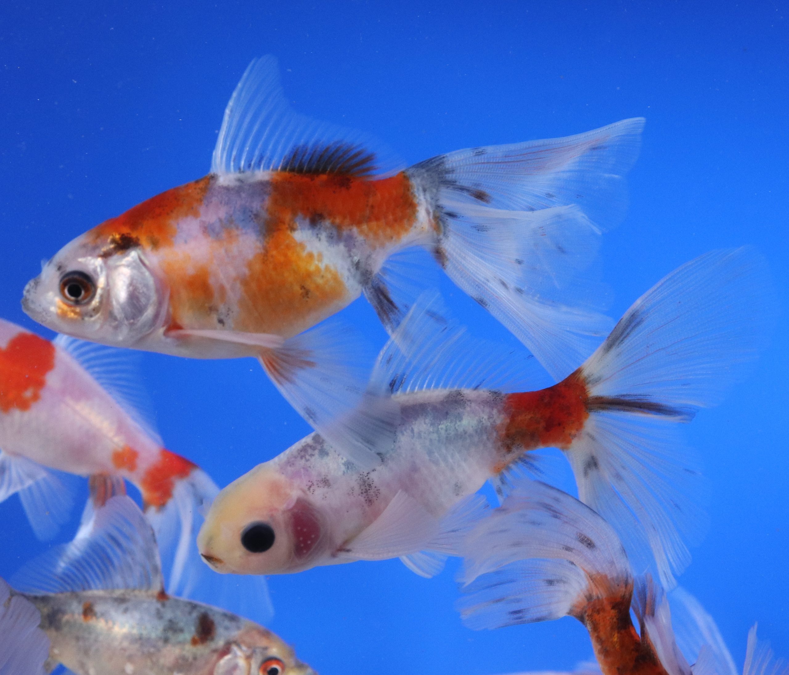 Alternative view of Mixed Bristol Fin Goldfish 3-4"