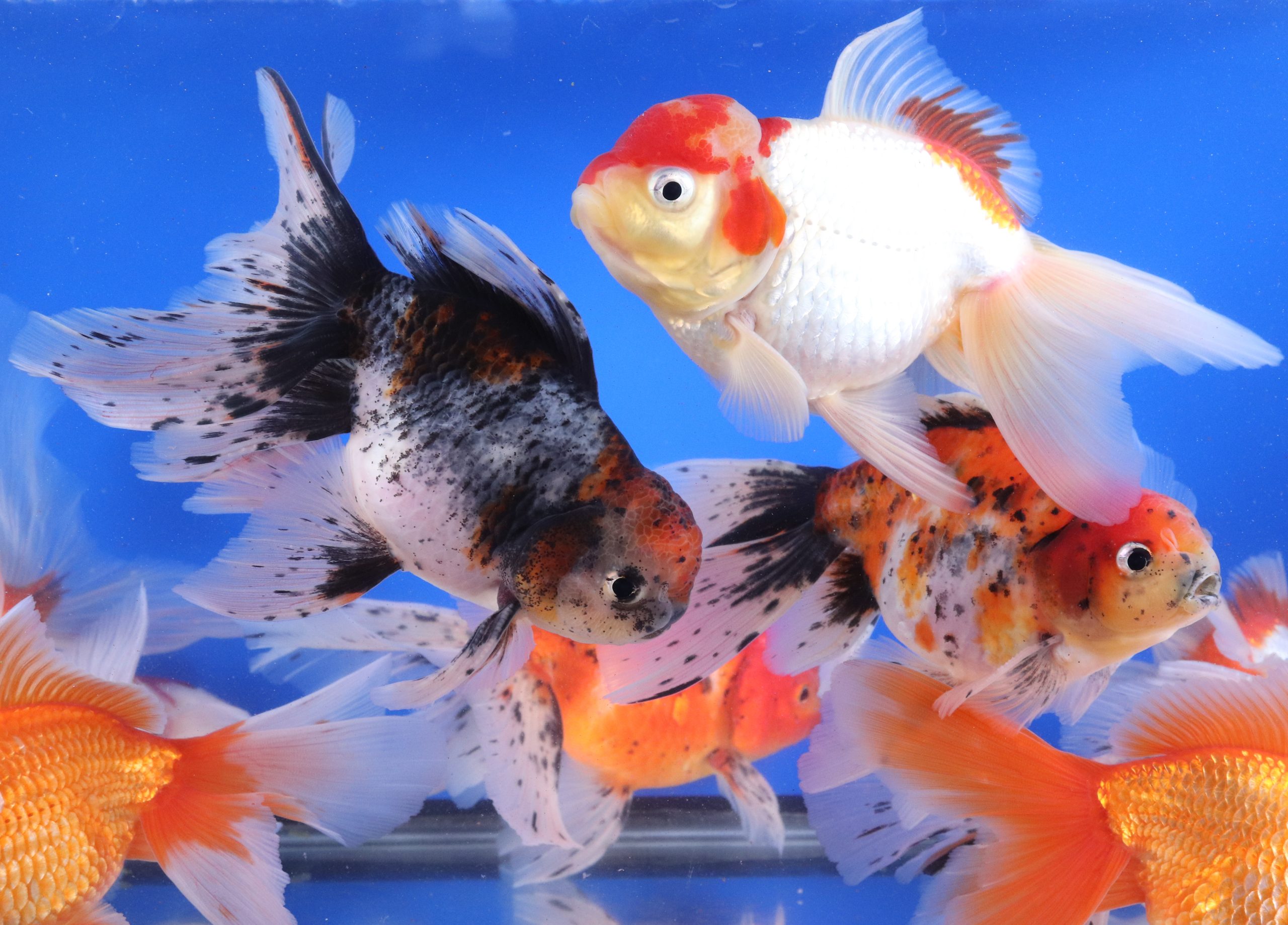 Mixed Oranda Goldfish Jumbo