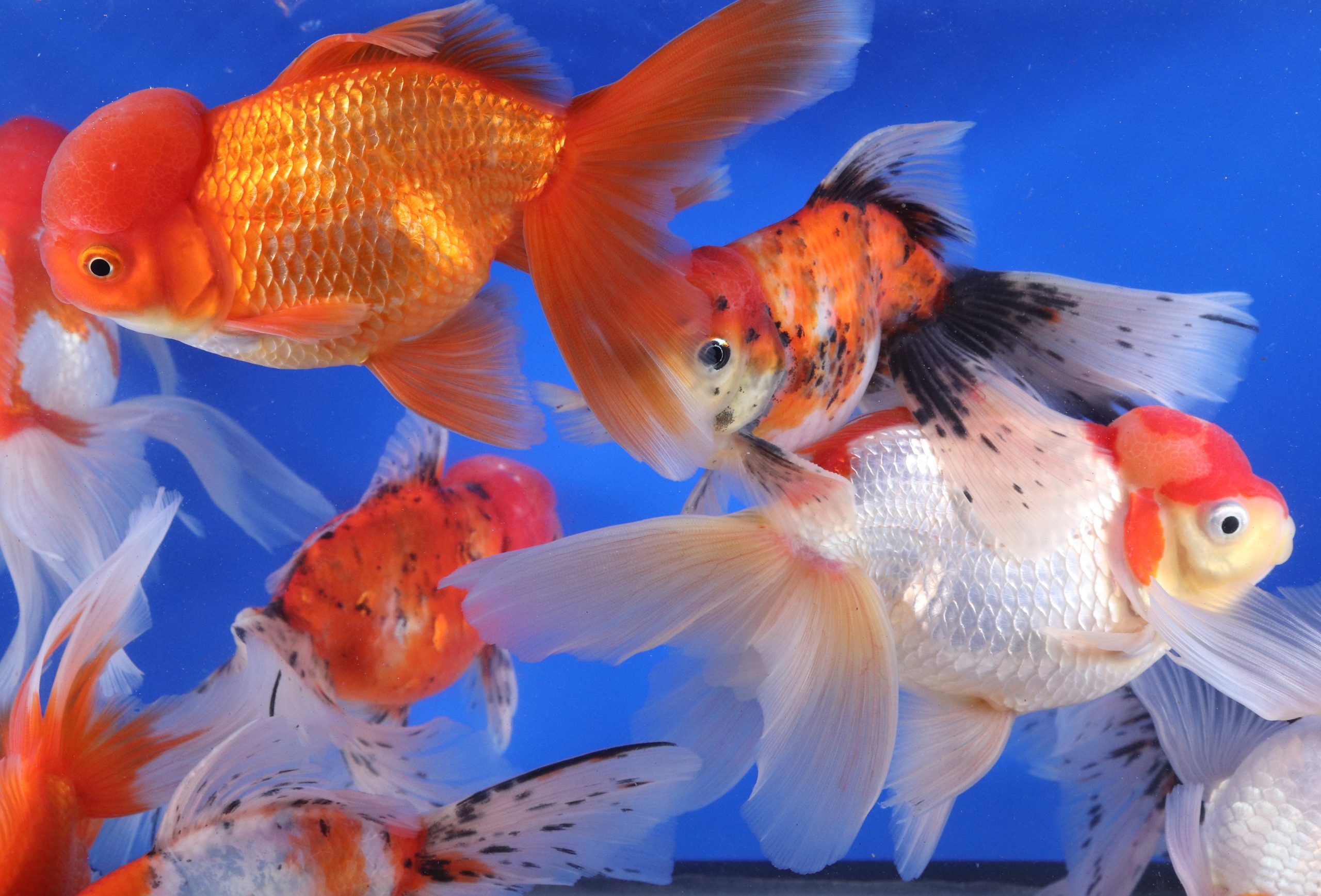 Alternative view of Mixed Oranda Goldfish Jumbo