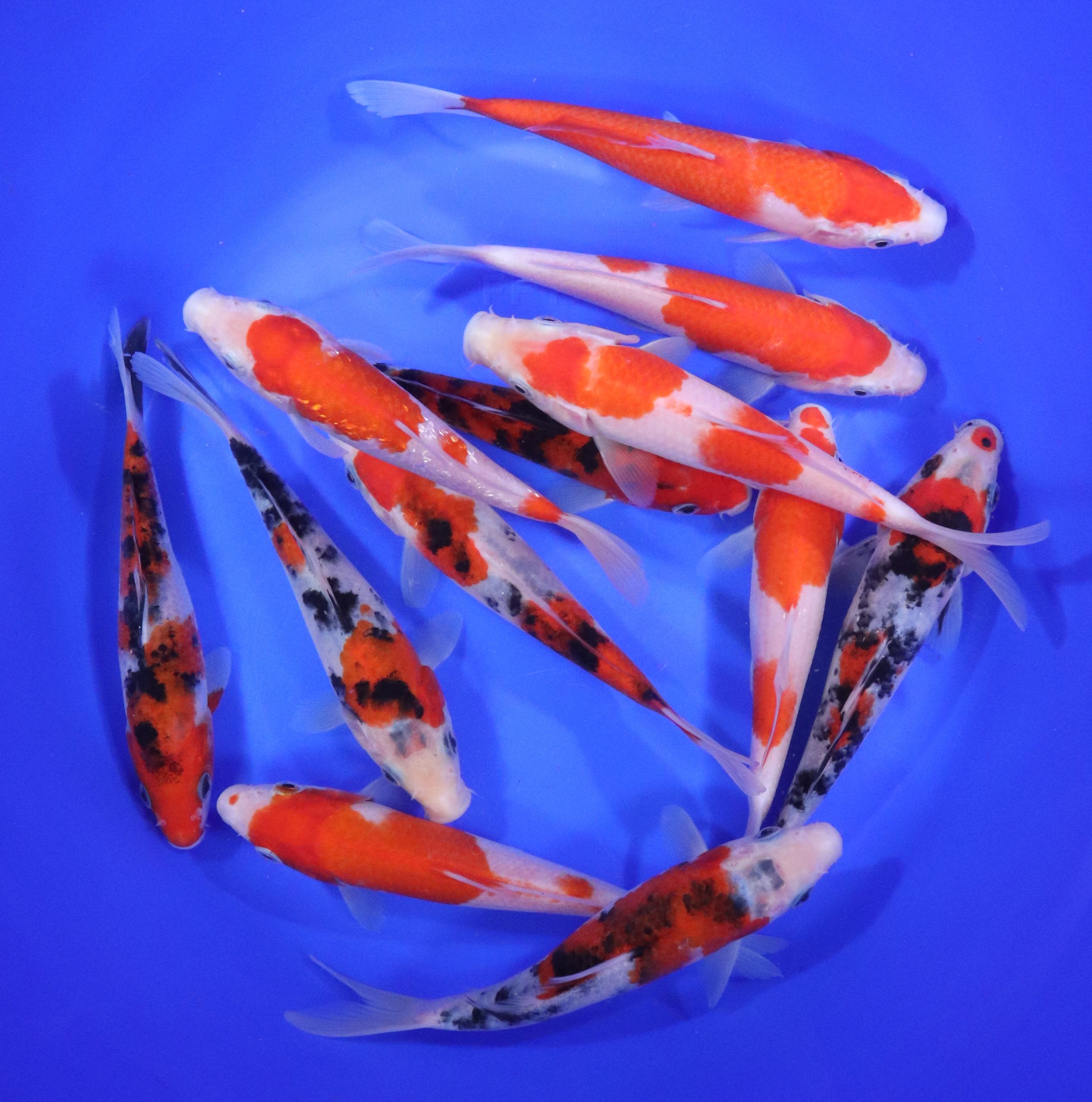 Kohaku & Sanke Koi Mix 6-7"