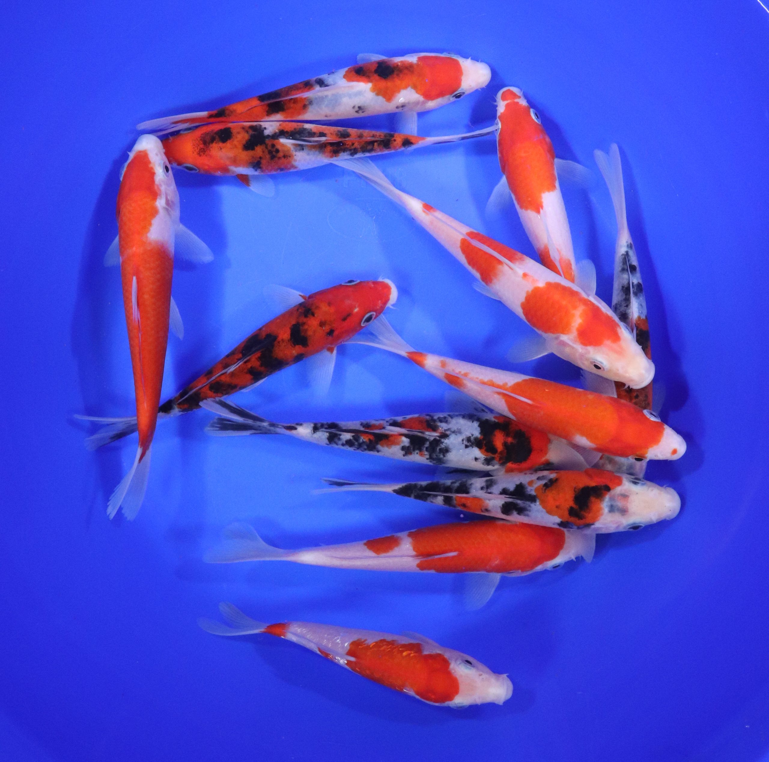 Alternative view of Kohaku & Sanke Koi Mix 6-7"