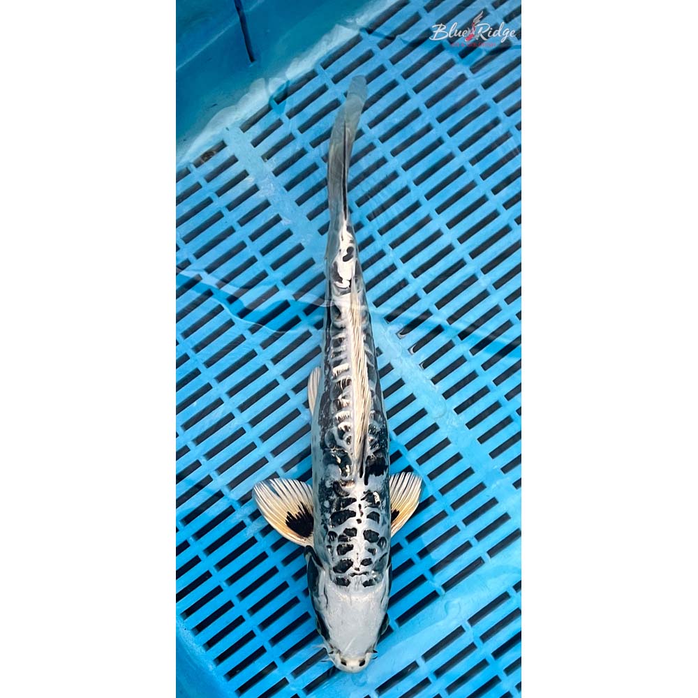 14-16” Gin Rin Kikokuryu Koi