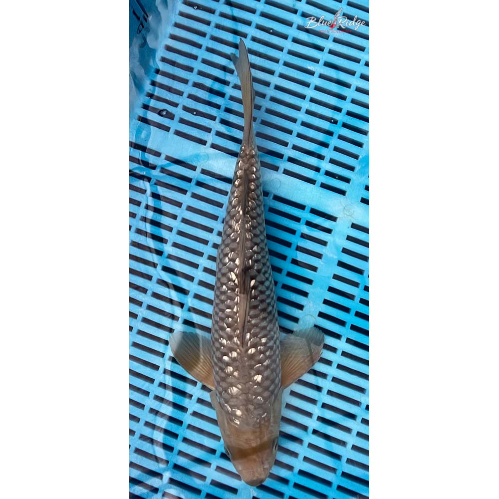 14-16” Gin Rin Soragoi Koi