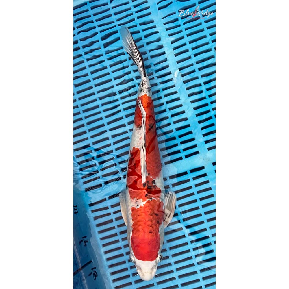14-16” Yamatonishiki Koi