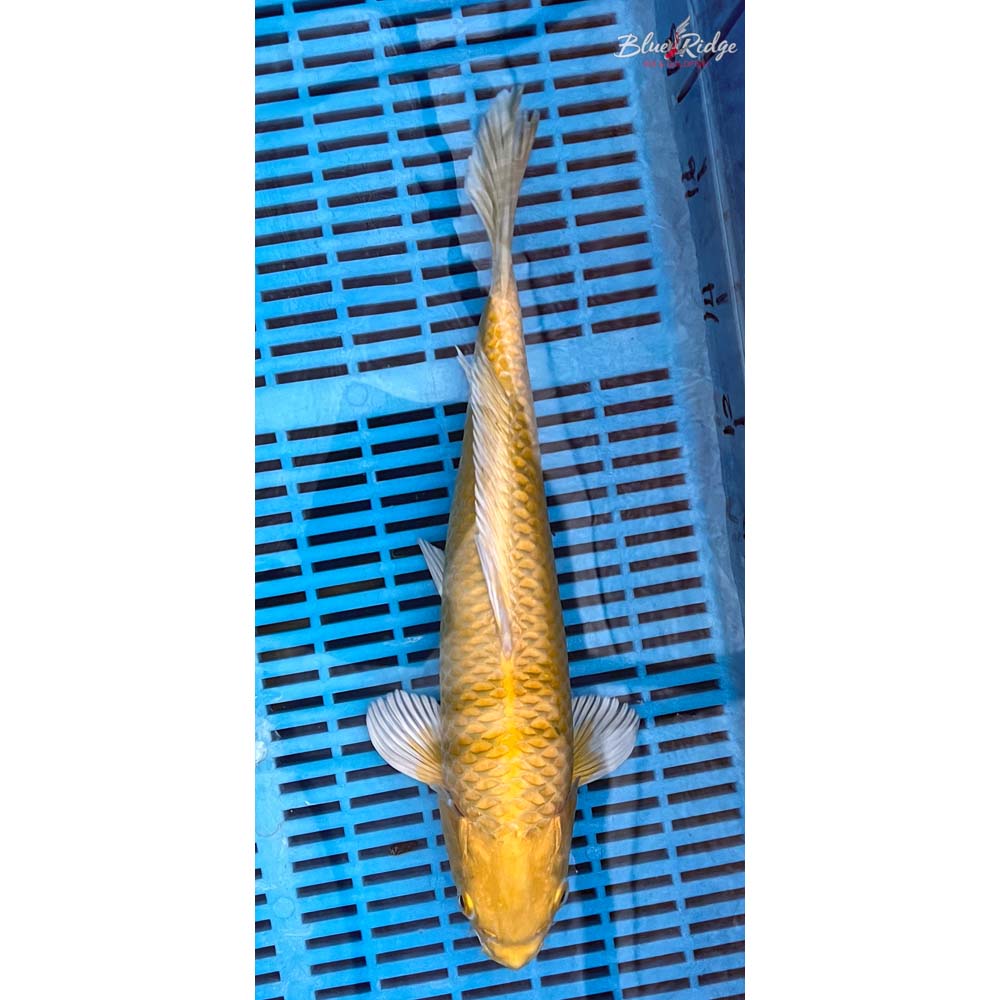14-16” Yamabuki Ogon Koi