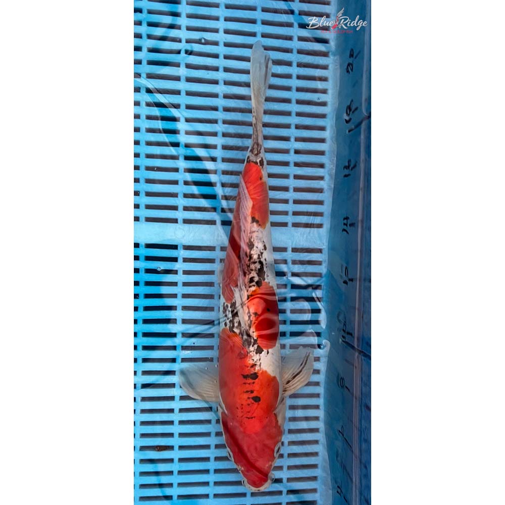 14-16” Doitsu Goshiki Koi