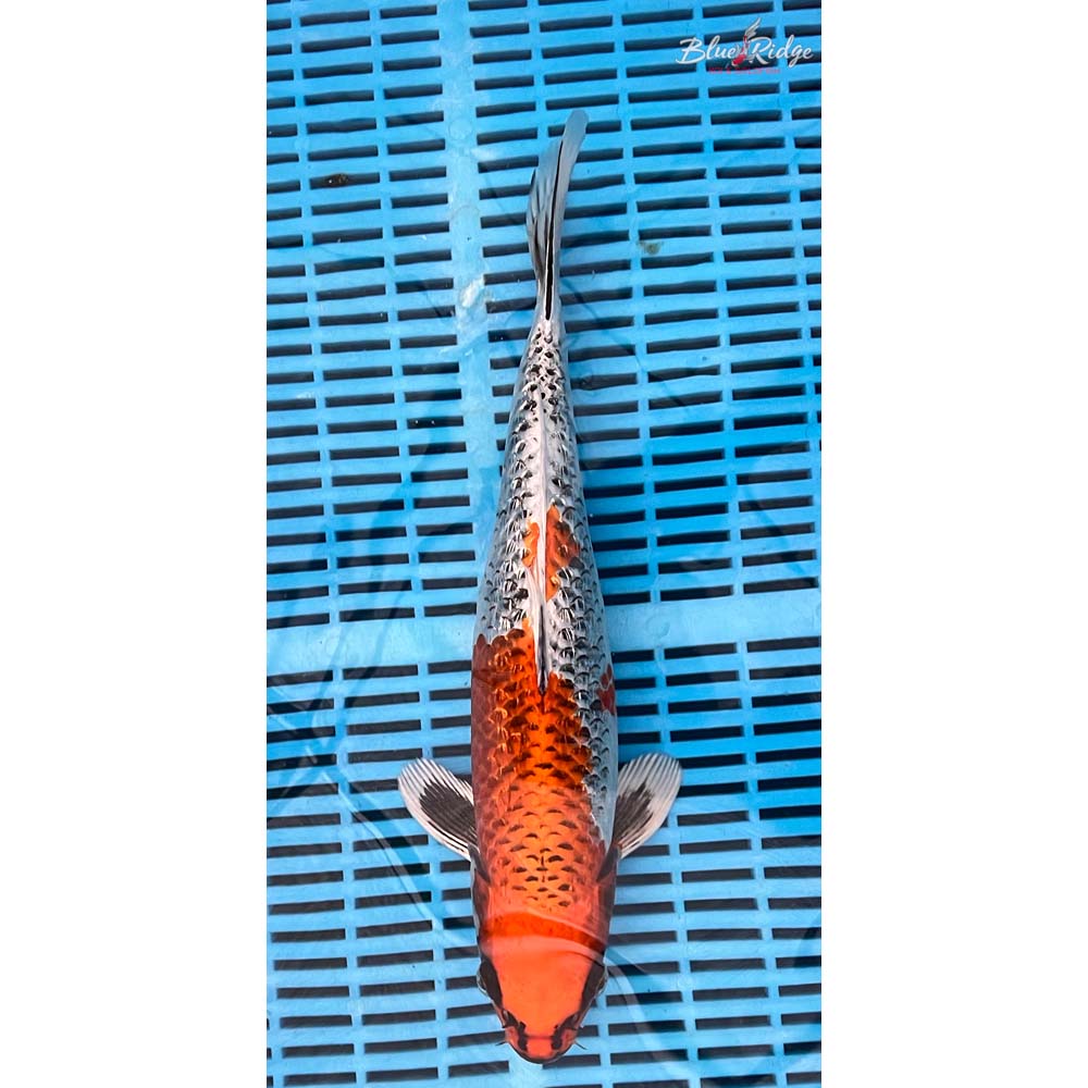 14-16” Gin Rin Kujaku Koi