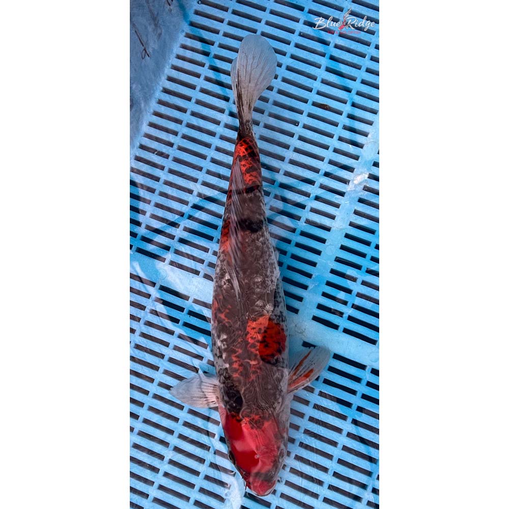 14-16” Goshiki Koi
