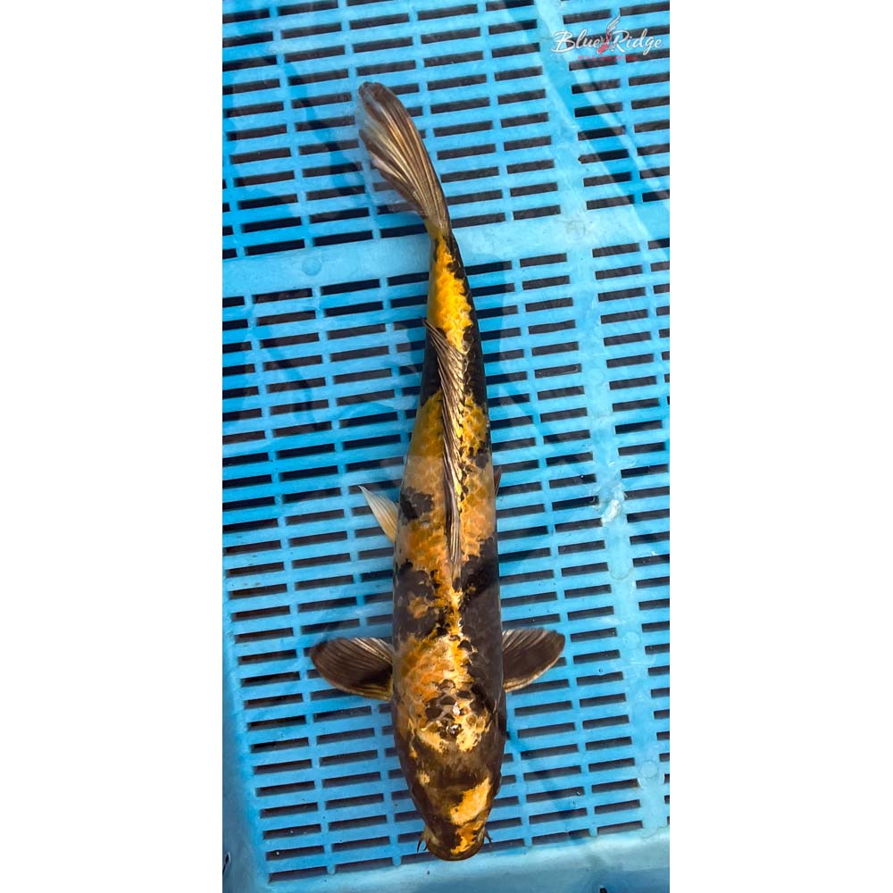14-16” Kin Ki Utsuri Koi