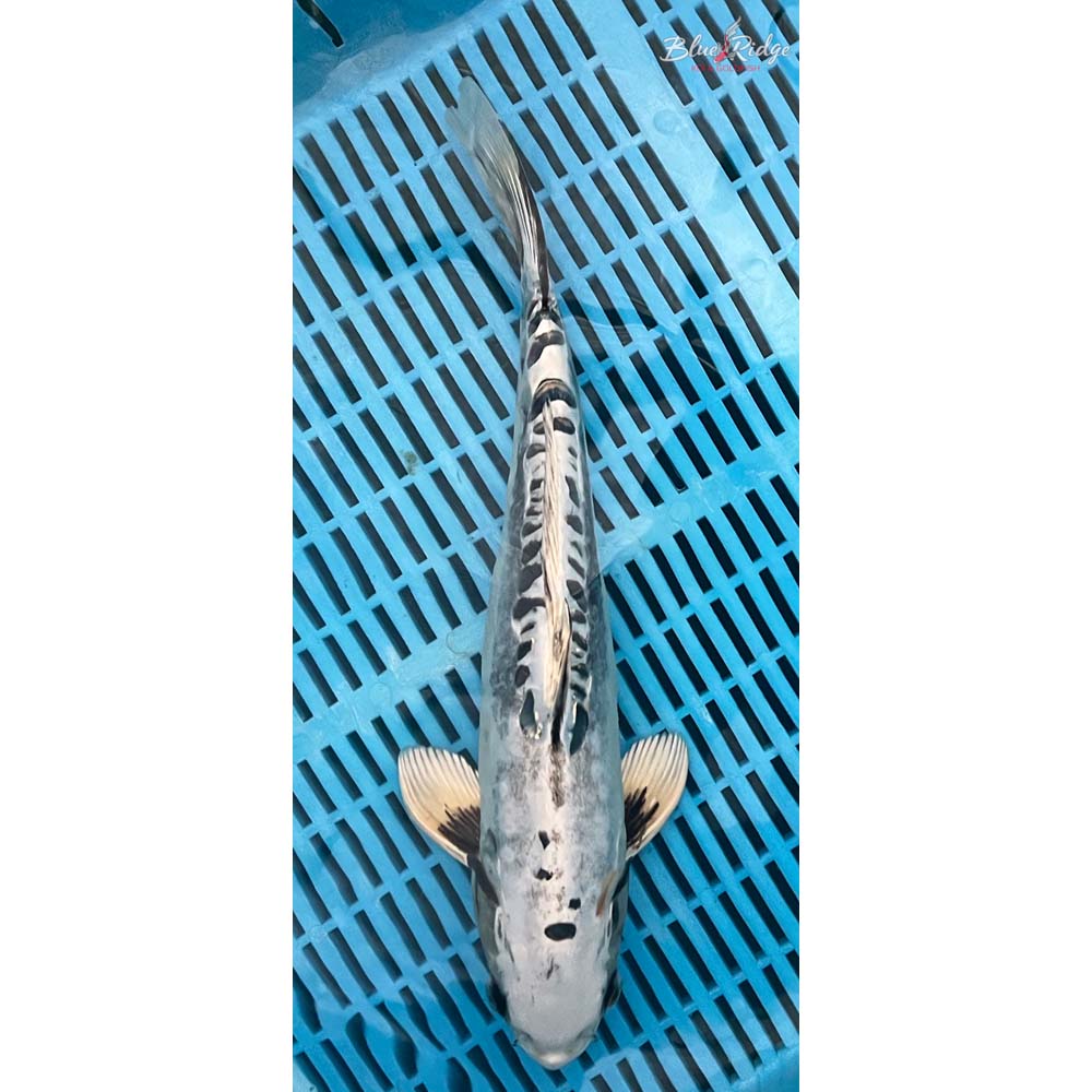 14-16” Kikokuryu Koi