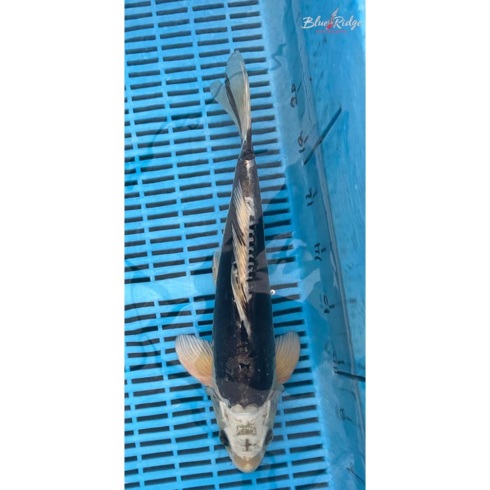 14-16” Kikokuryu Koi