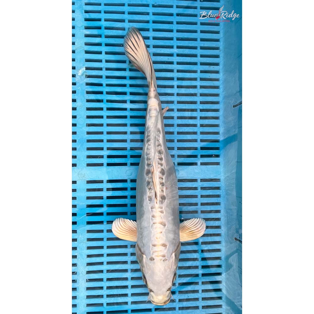 14-16” Doitsu Platinum Ogon Koi