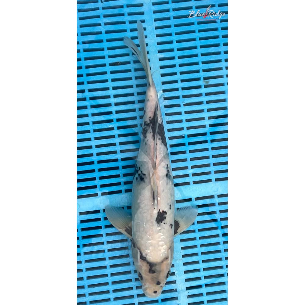 14-16” Shiro Utsuri Koi