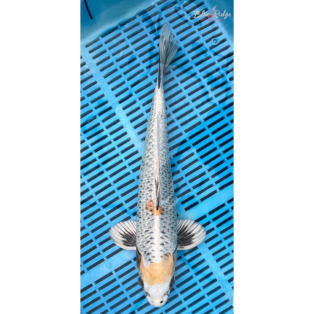 14-16” Kujaku Koi