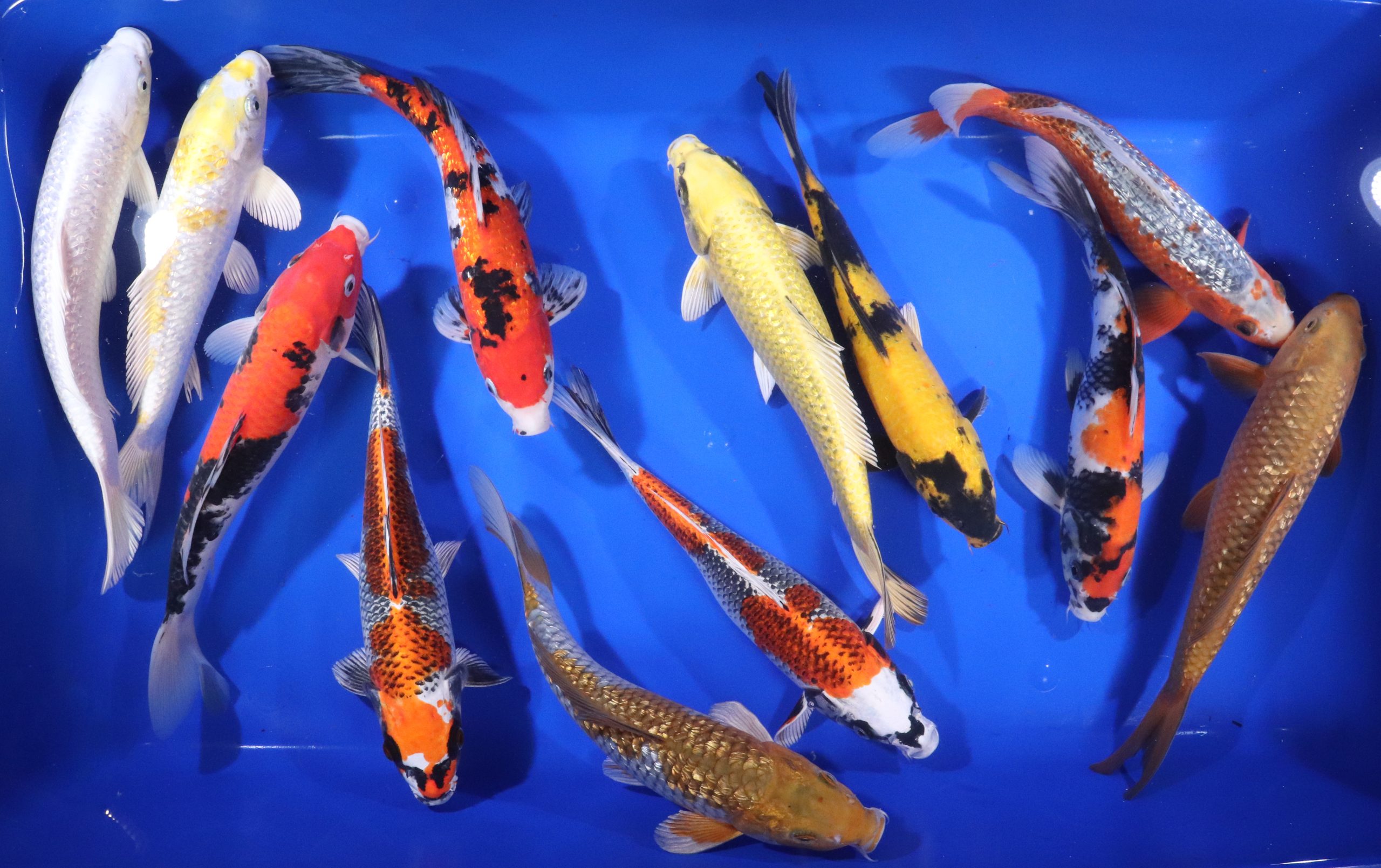 Breeder's Choice Grade Koi 10-12"