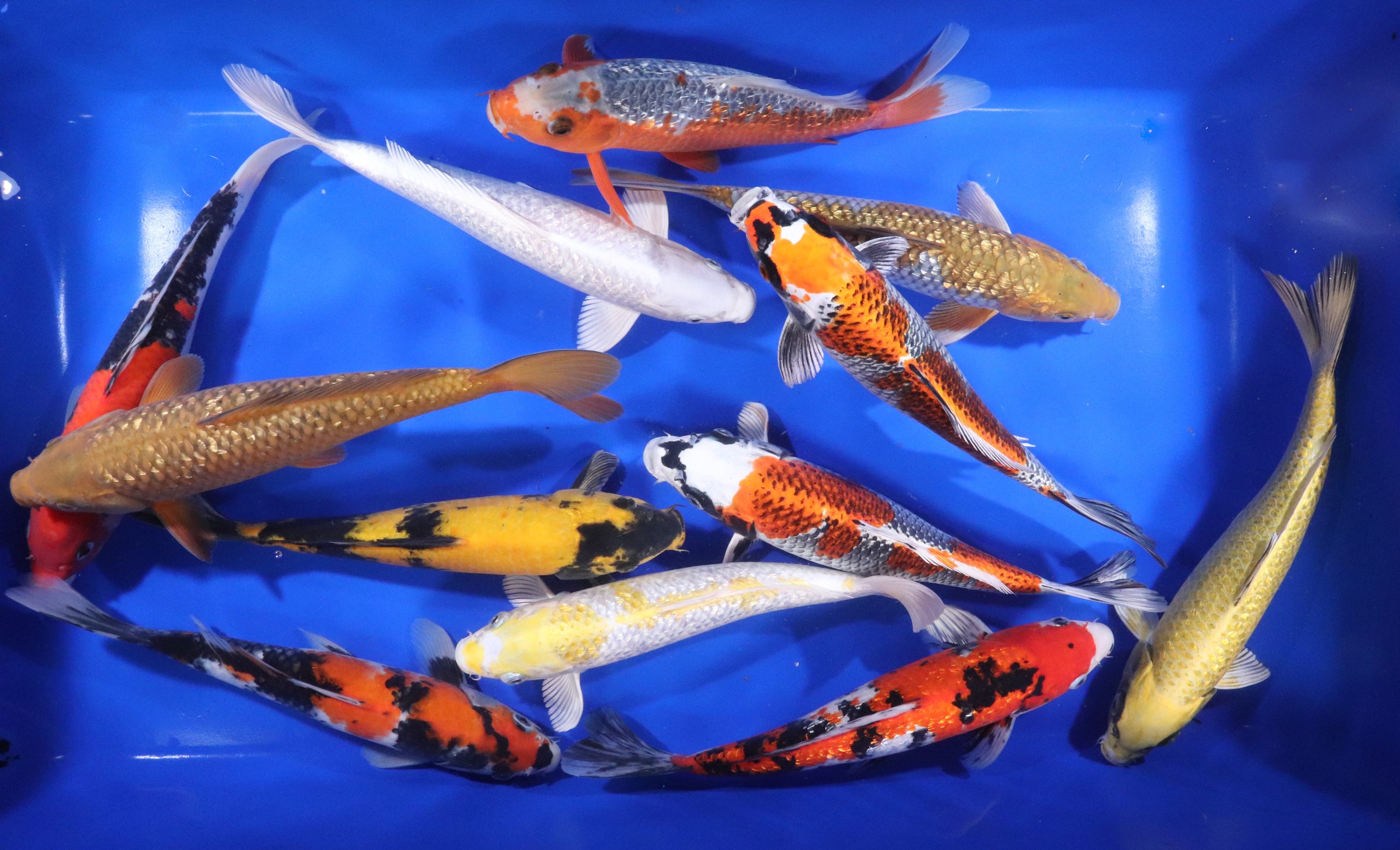 Alternative view of Breeder's Choice Grade Koi 10-12"