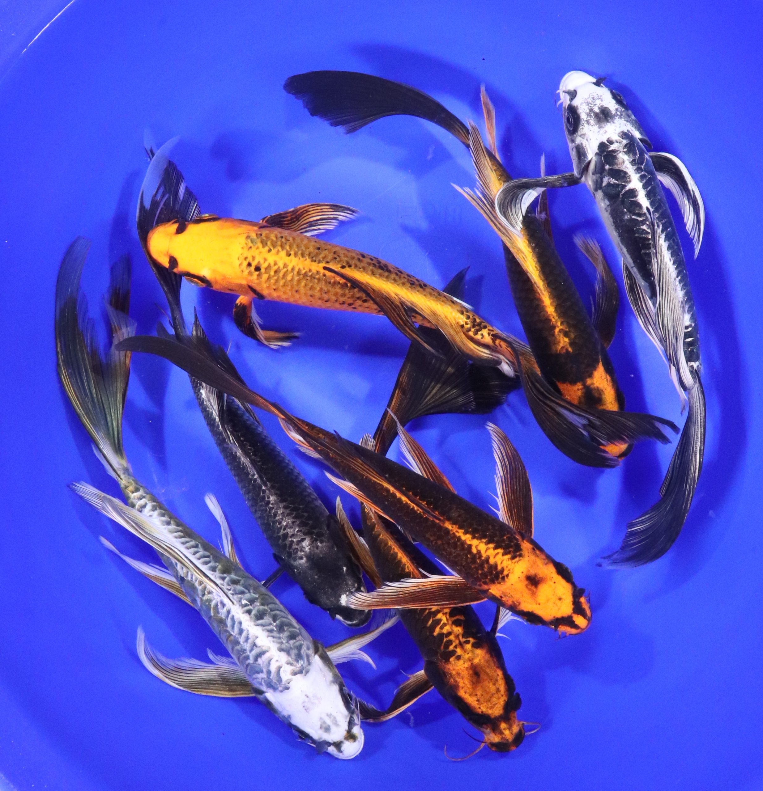 Skeleton Butterfly Koi 8-10"