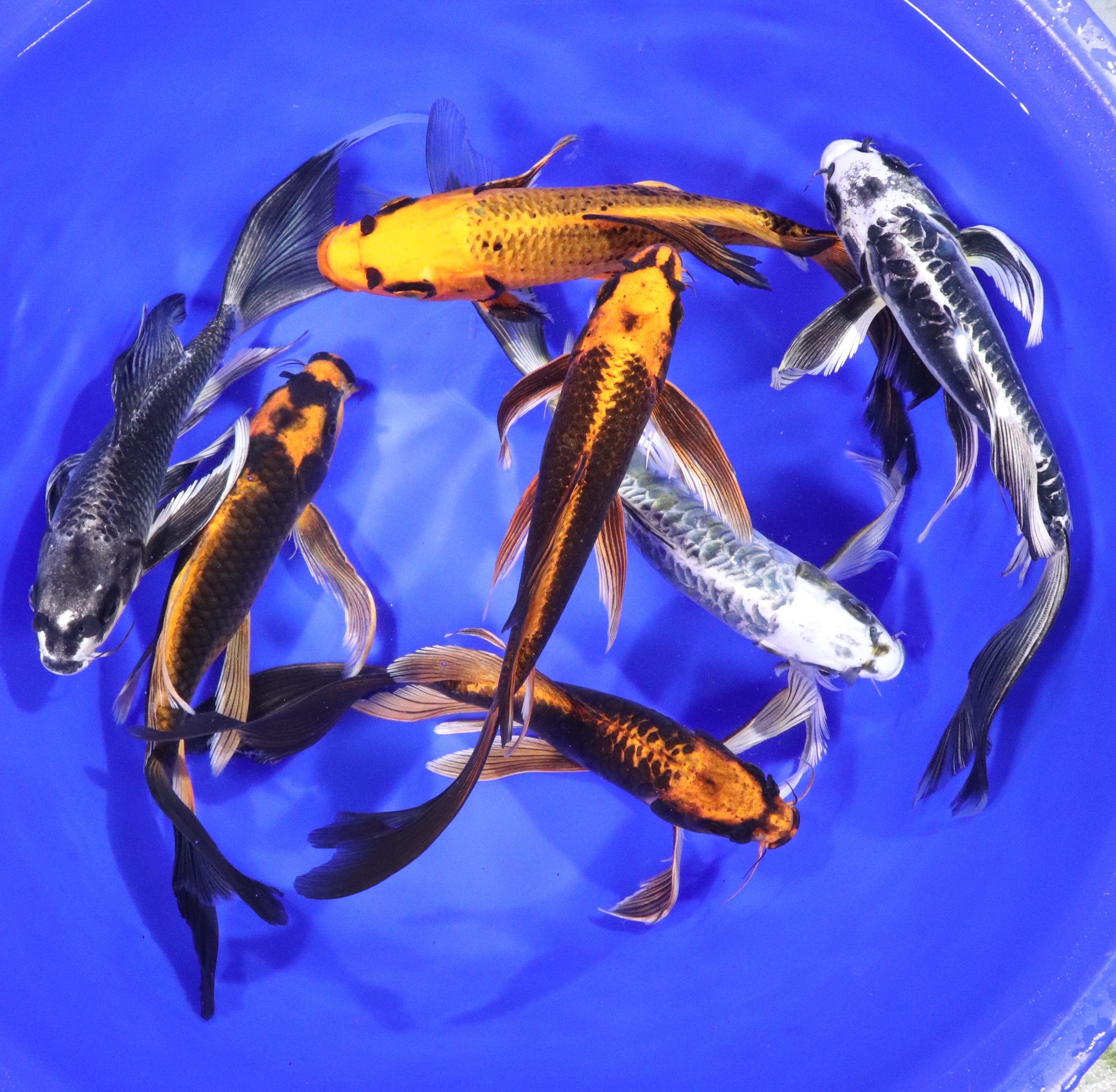 Alternative view of Skeleton Butterfly Koi 8-10"