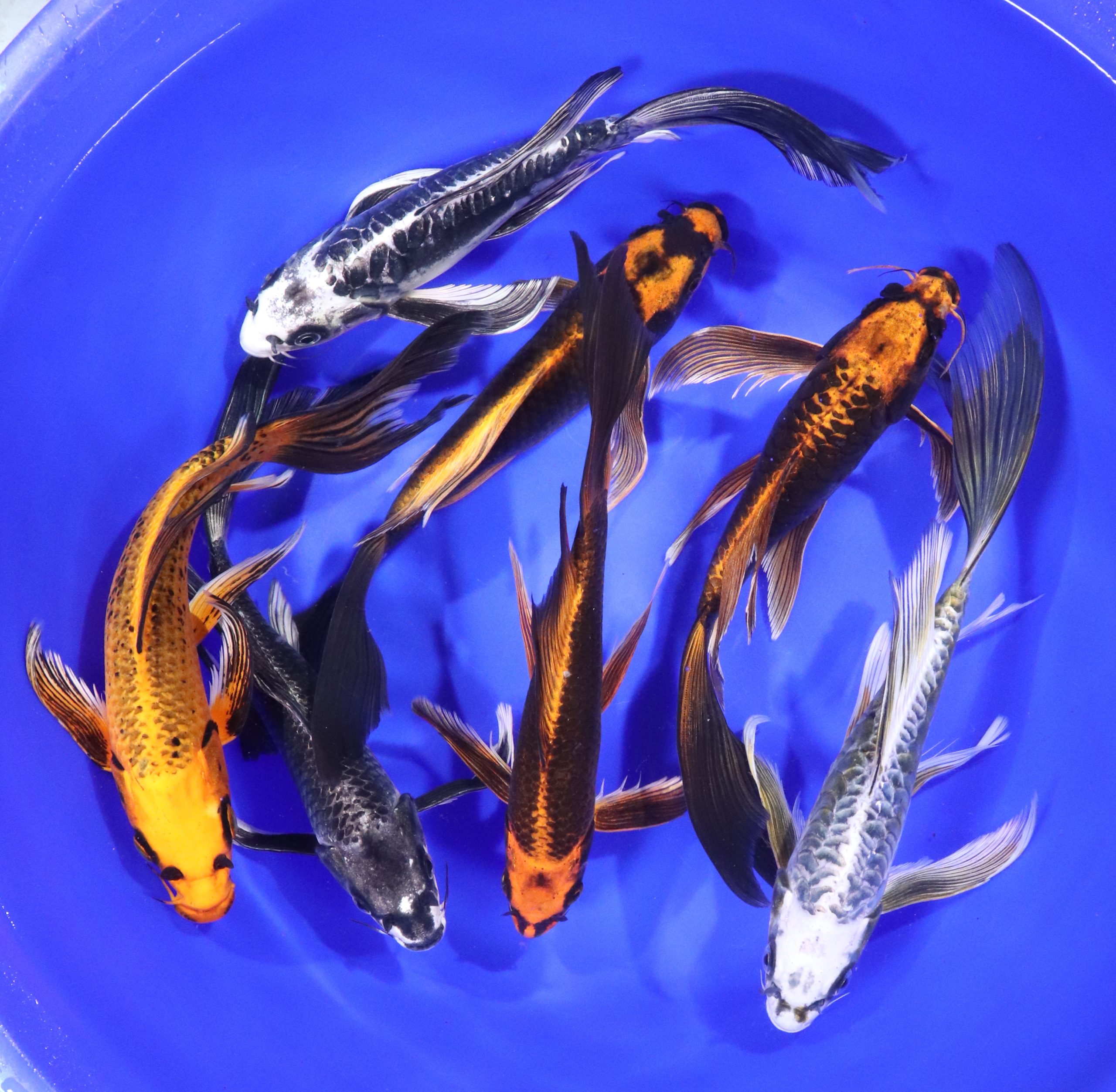 Skeleton Butterfly Koi 8-10" - Image 3