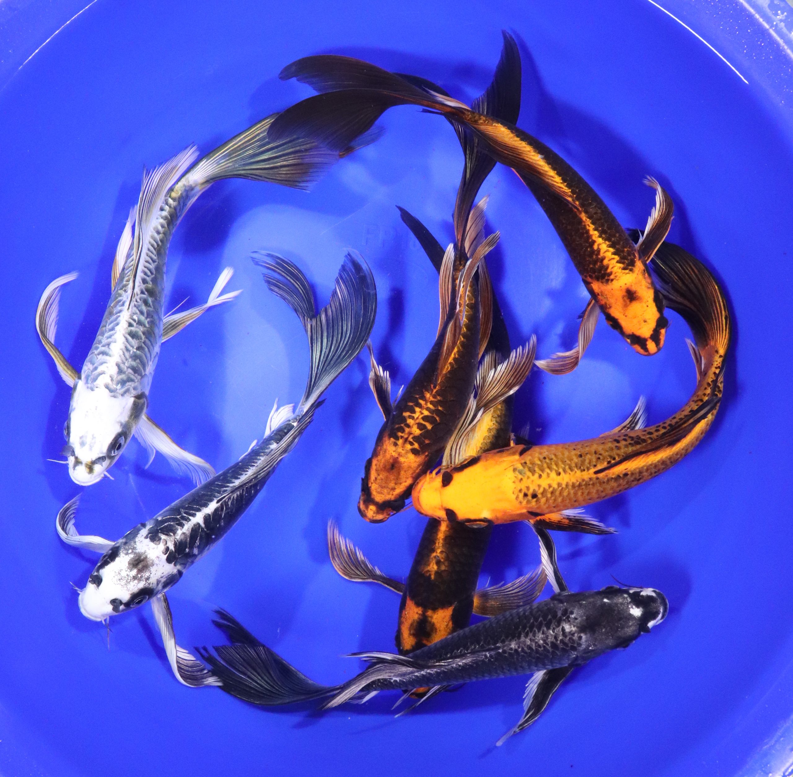Skeleton Butterfly Koi 8-10" - Image 4