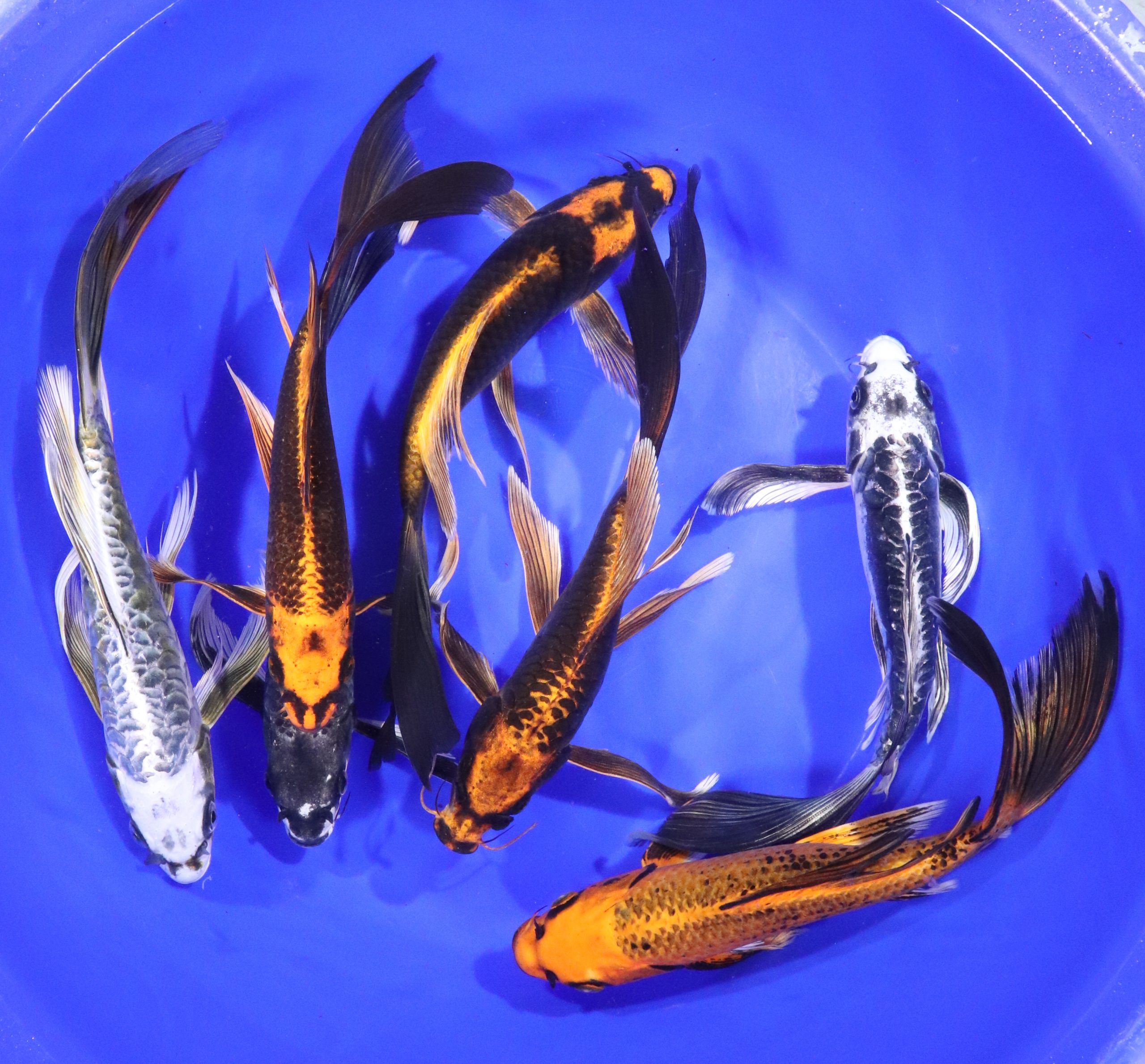 Skeleton Butterfly Koi 8-10" - Image 5