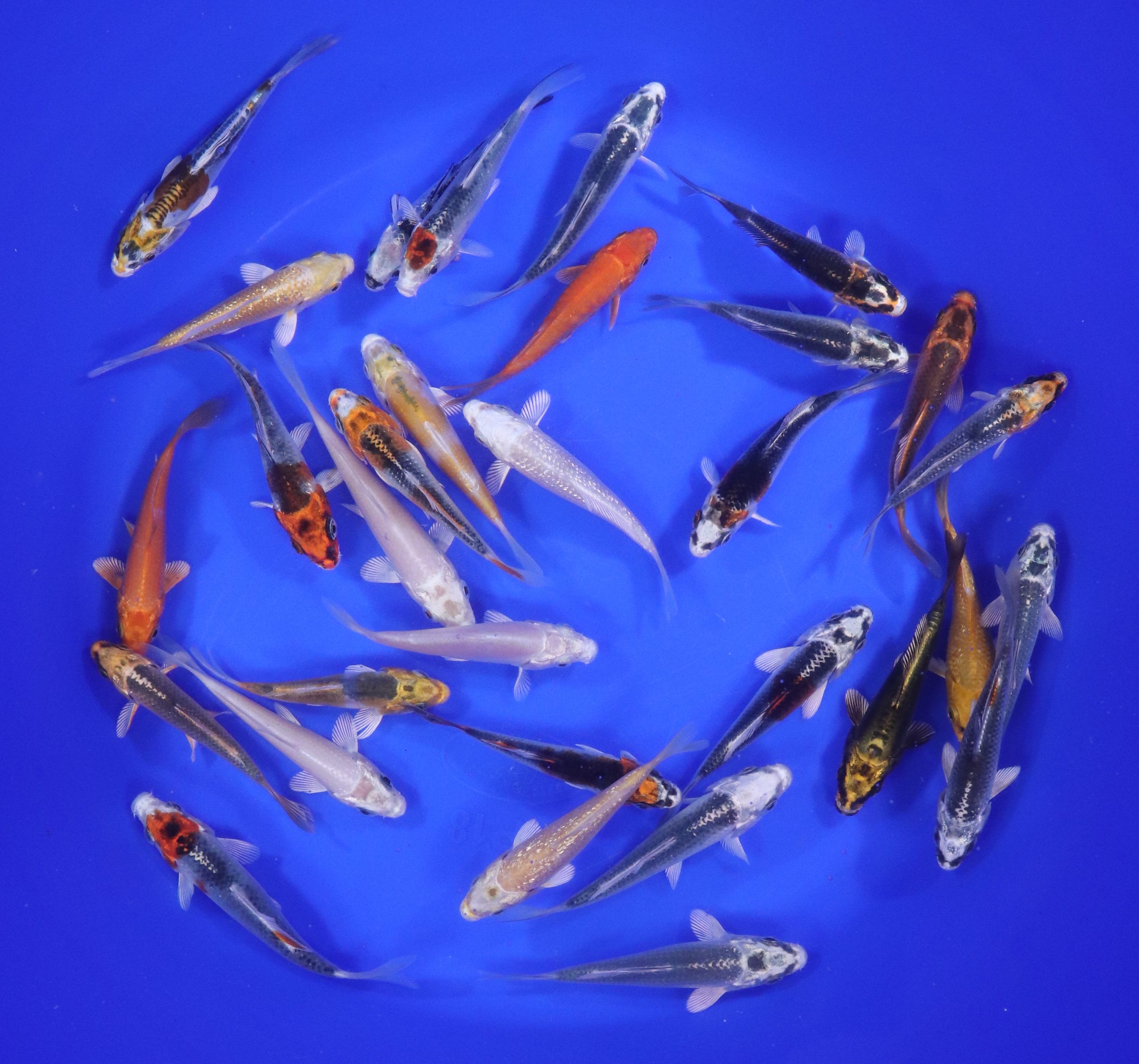 Hikari (Metallic) Koi Mix 3-4"